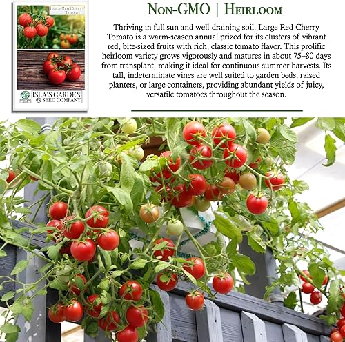 Miniatura 3 de Semillas de tomate cereza roja grandes (Solanum lycopersicum)  Más de 500 herencia sin OMG, de Isla's Garden Seeds, tomates cherry dulces de alto
