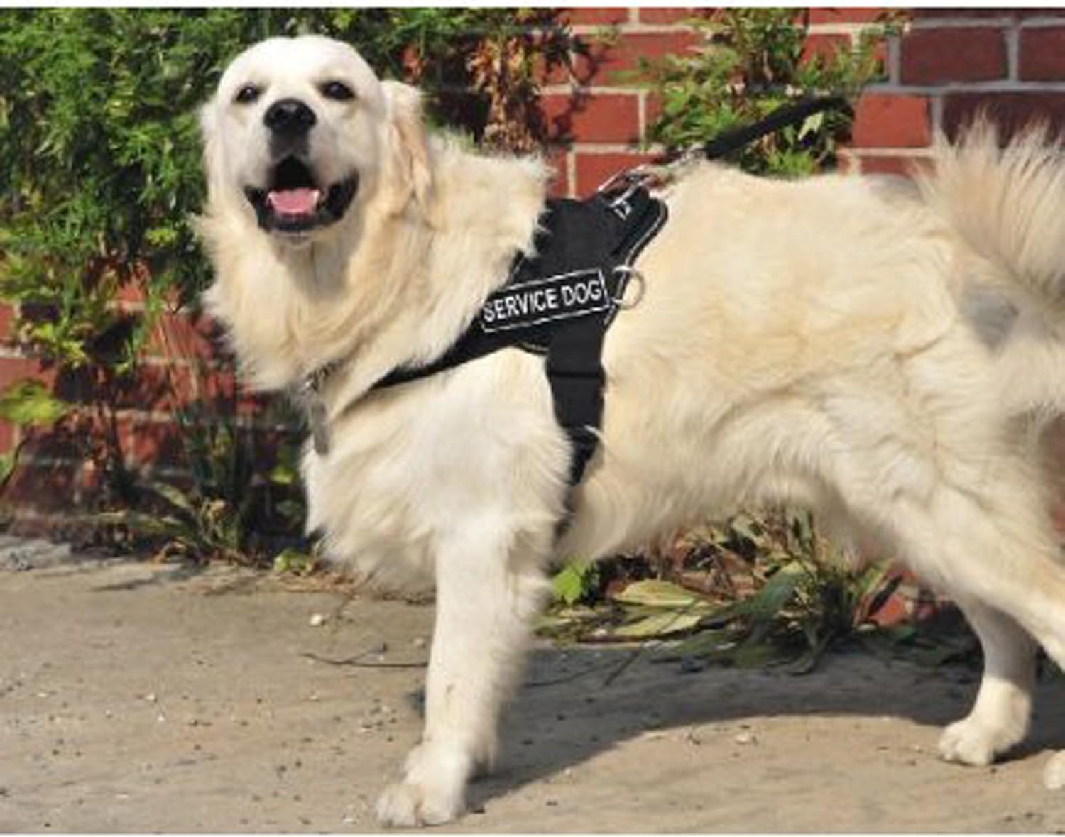 Dean & Tyler Fun Works Harness with Service Dog Removable Velcro, Reflective Trim, X-Small