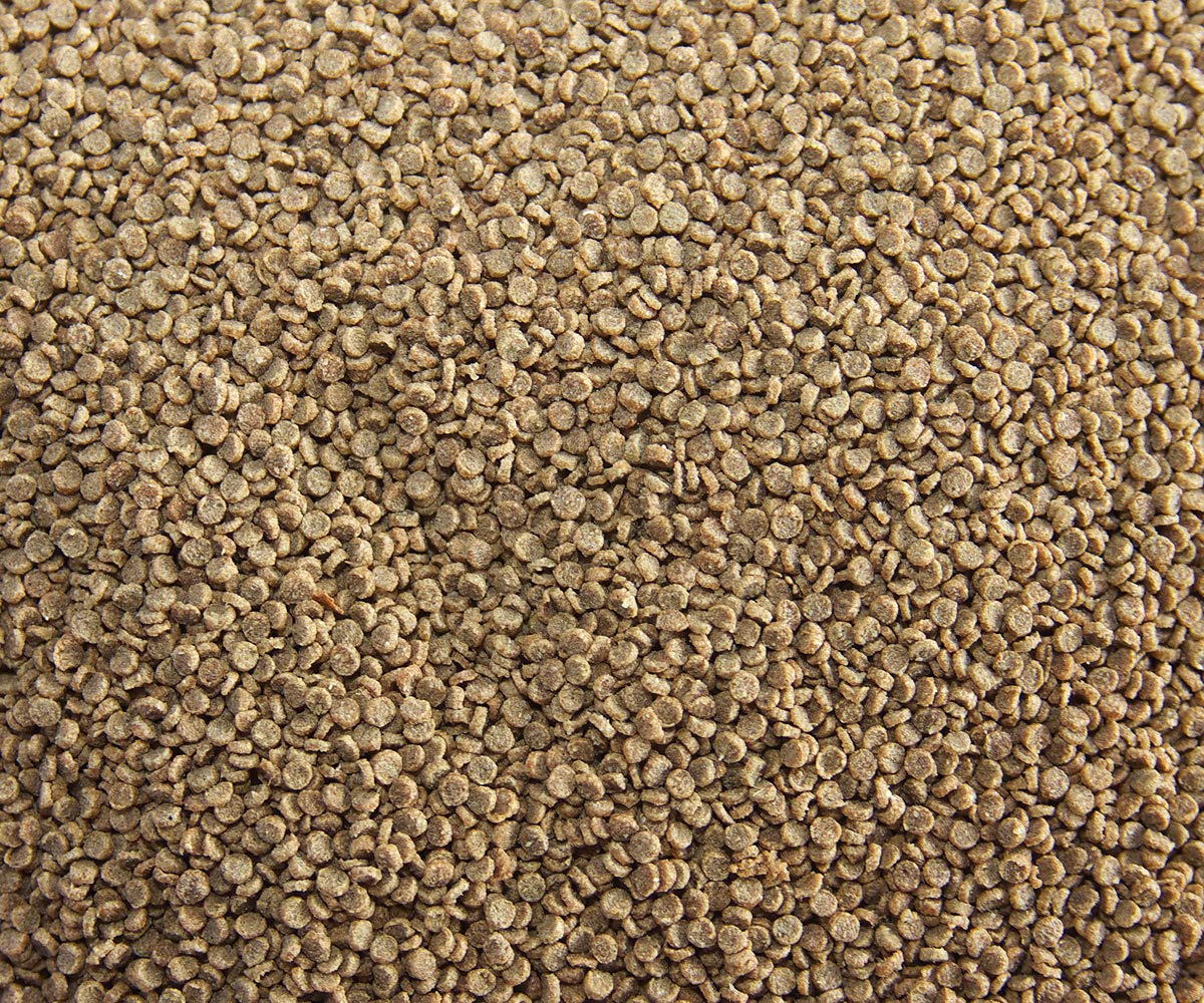 Mangime per pesci acquario, laghetto, pesci rossi e Koi, Genki4Fish Color&Growing Bits 1 kg leggermente affondante