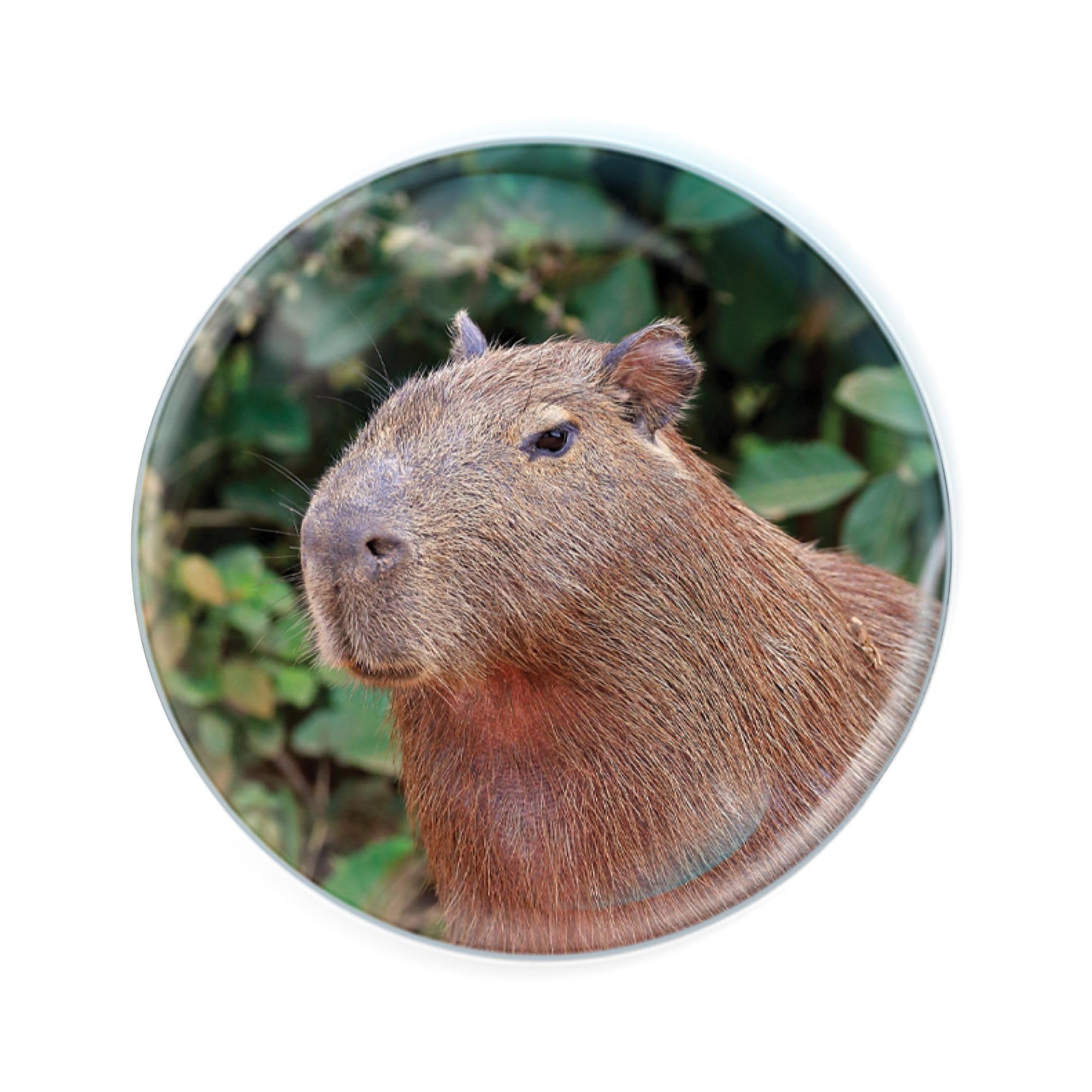 Deluxebase Capybara Magnidome Fridge Magnet. Crystal Glass Dome Animal Magnet, Strong Decorative Magnet For Kitchen Accessories, Novelty Gifts And Cute Office And Home Decor.