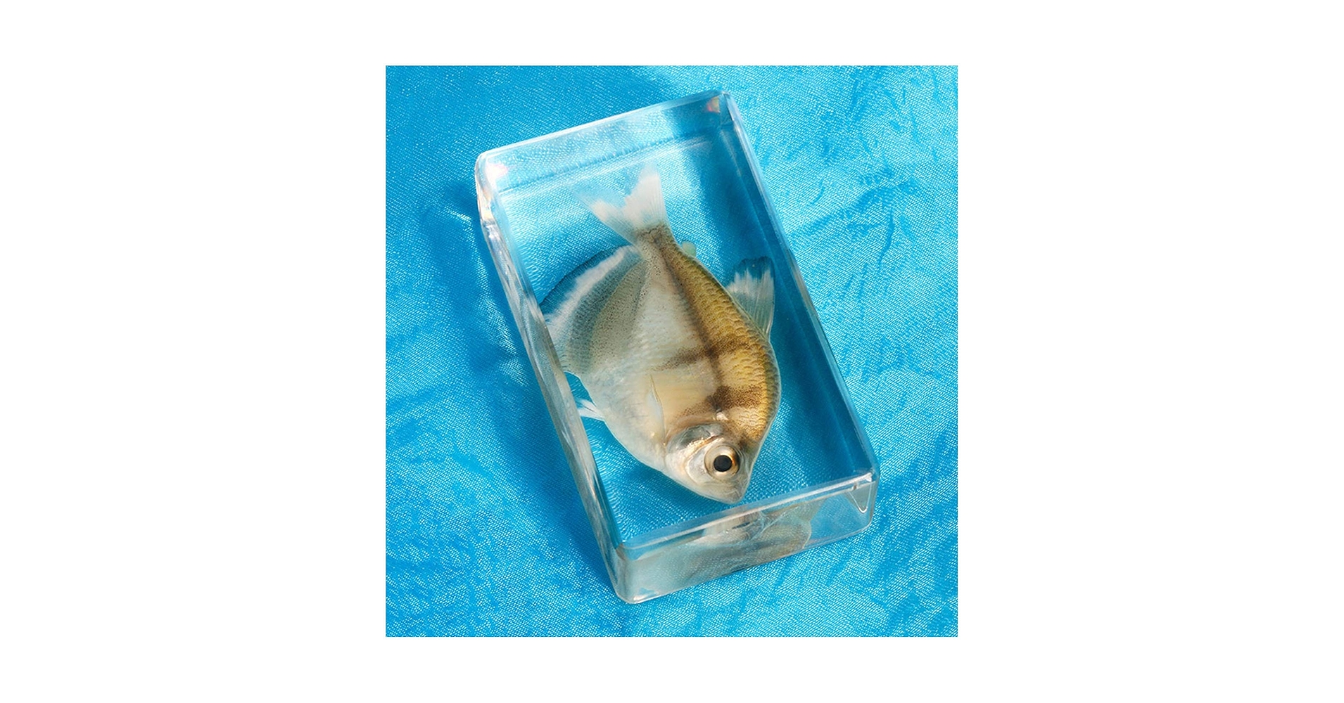 Amazon.co.jp: ガラス魚標本モデル - 海洋生物埋め込み標本魚