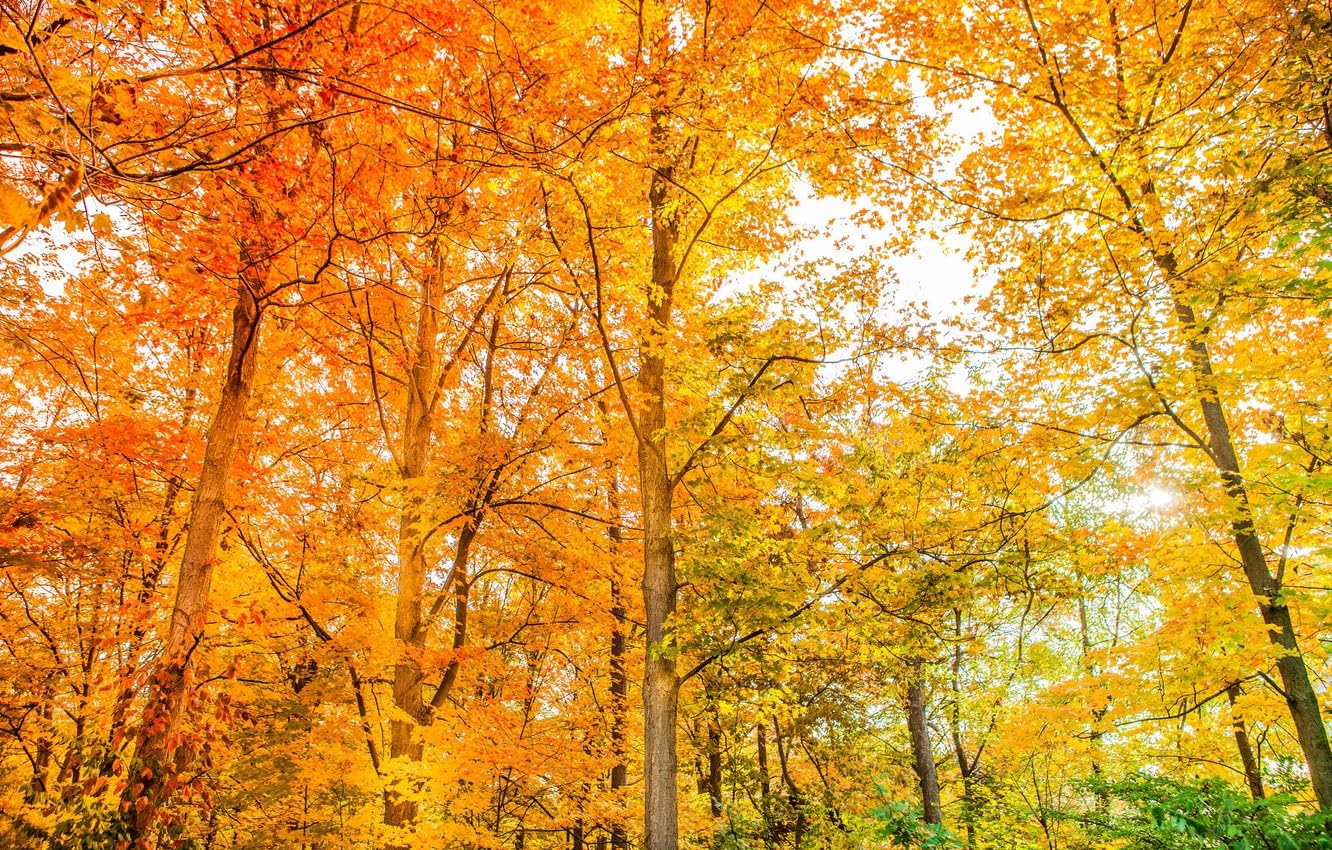 Jigsaw Puzzles 1000 Pieces for Adults jigsaw puzzles for adults 1000, Trees 26x38CM — image 1