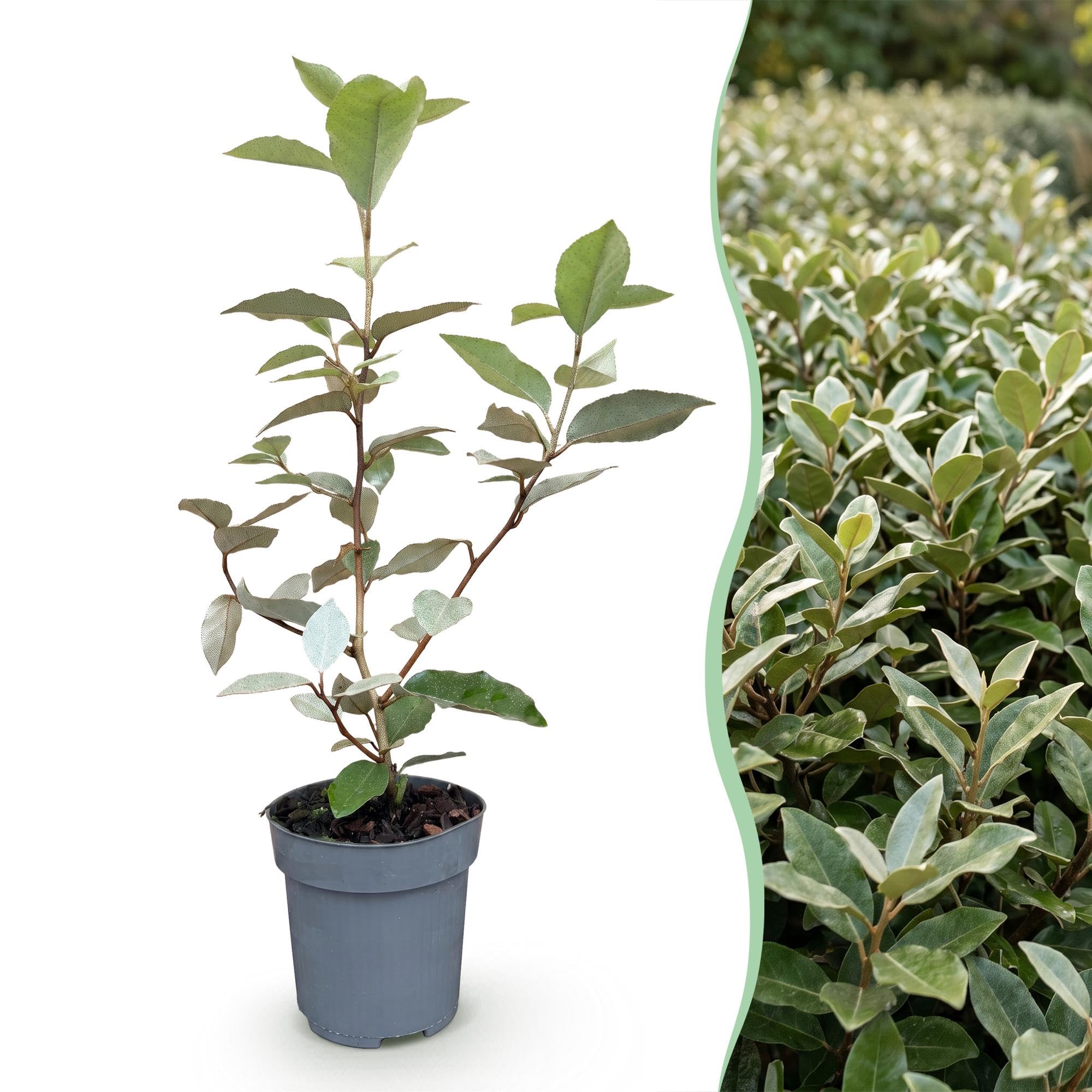 Arbusto Elaeagnus Ebbingei Compacta para Seto, Verde y Gris, Pack de 8