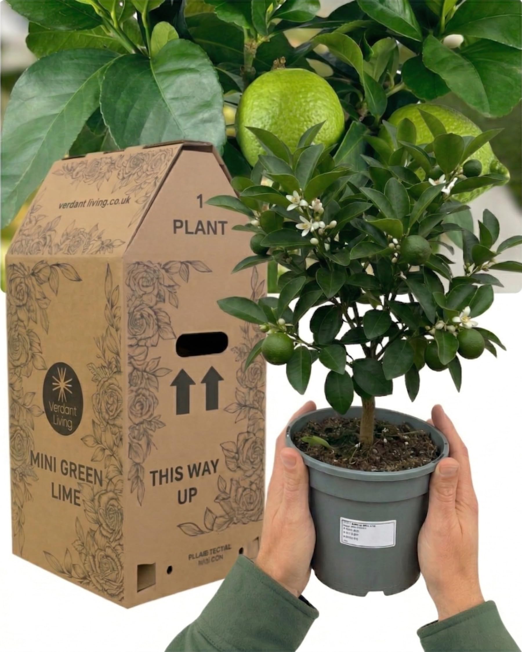Verdant Living Live Mini Green Lime Tree – Citrus Plant for Indoors & Outdoors. Real Fruit-Bearing Lime Tree in 1.5L Pot. Compact Evergreen Houseplant & Perfect Garden Gift. Easy to Grow & Fragrant