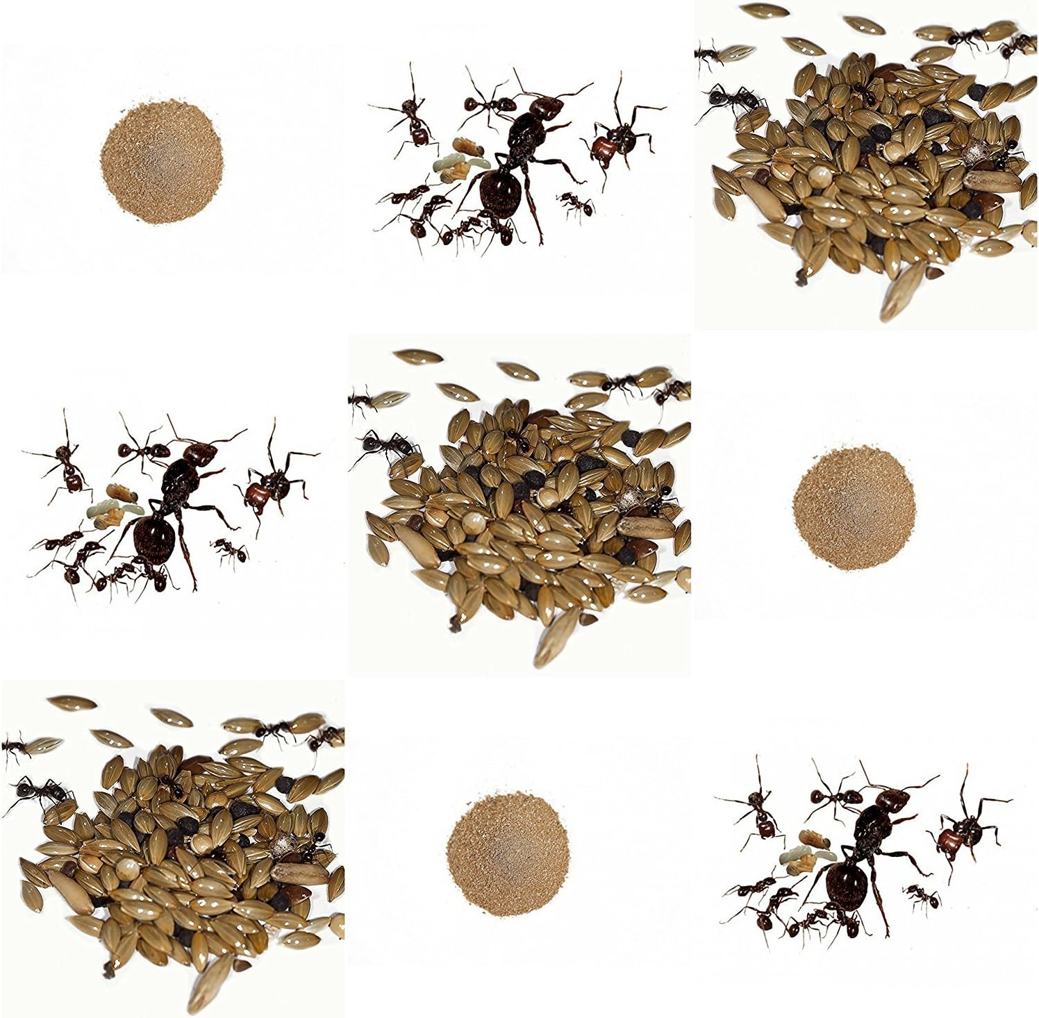 Complete replacement kit for Sand Ant Farm Live ants colony with