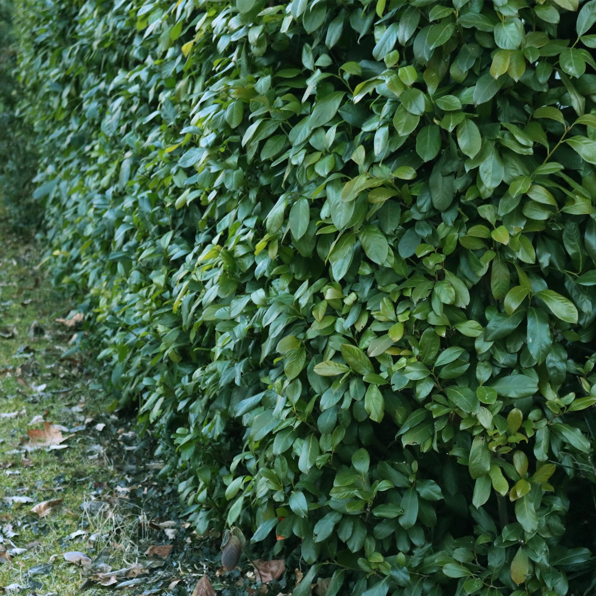 Laurocerasus Etna laur wiśniowy Prunus Laurocerasus Etna – żywopłot – zielony liść – 6 roślin – 1 metr bieżący – zimozielony – 17 cm x wys. 50 cm – szybko rośnie i jest łatwy w pielęgnacji