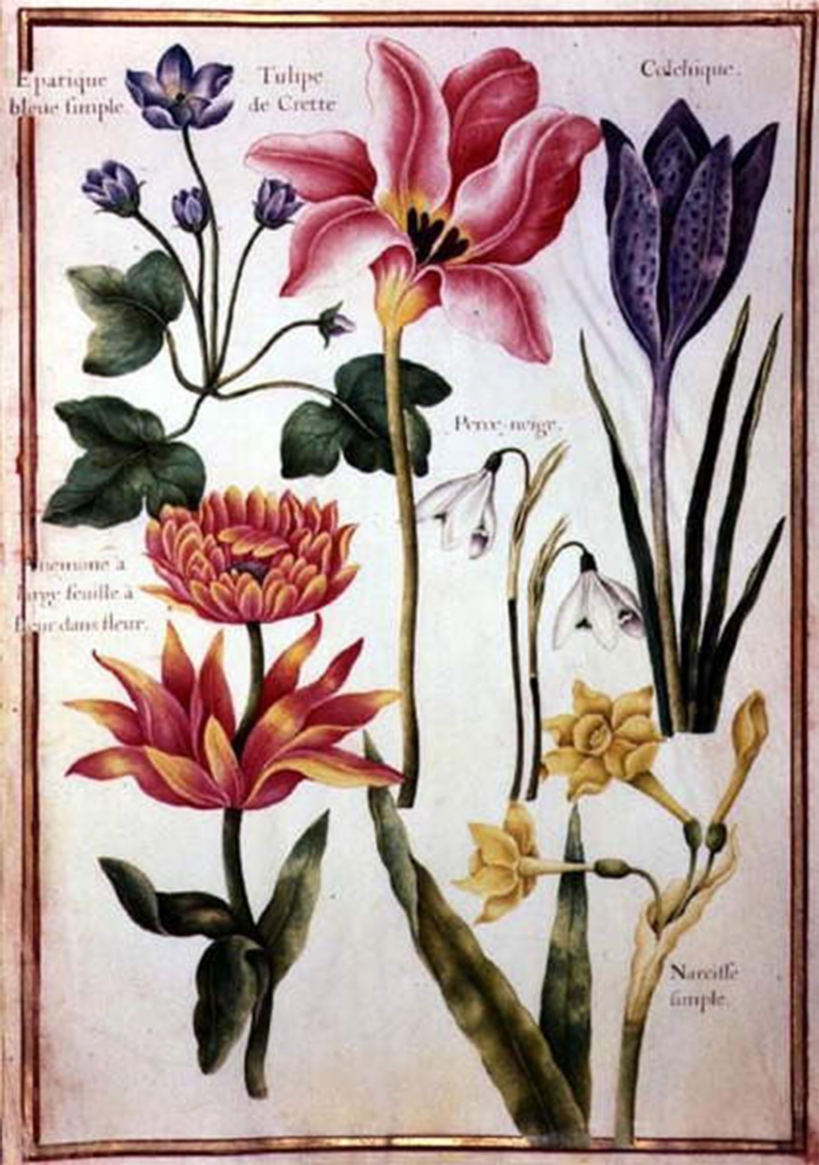 HRJUBWREE Retro Picture Art Painting Wall Poster Flower Studies by Nicolas Robert Vintage Art Print for Home Decor 60x90cm