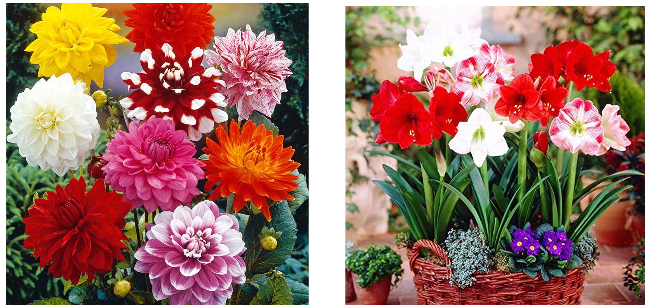 Kraft Seeds Winter Bloom Flower Seeds 1 Gram Each Dahlia Year 2021 & Amaryllis Lily Flower Sow and Grow Fresh Healthy Bulbs in Your Garden (Set of 3) (Pack of 3) (B09SG5WPS8) Amazon Price History, Amazon Price Tracker