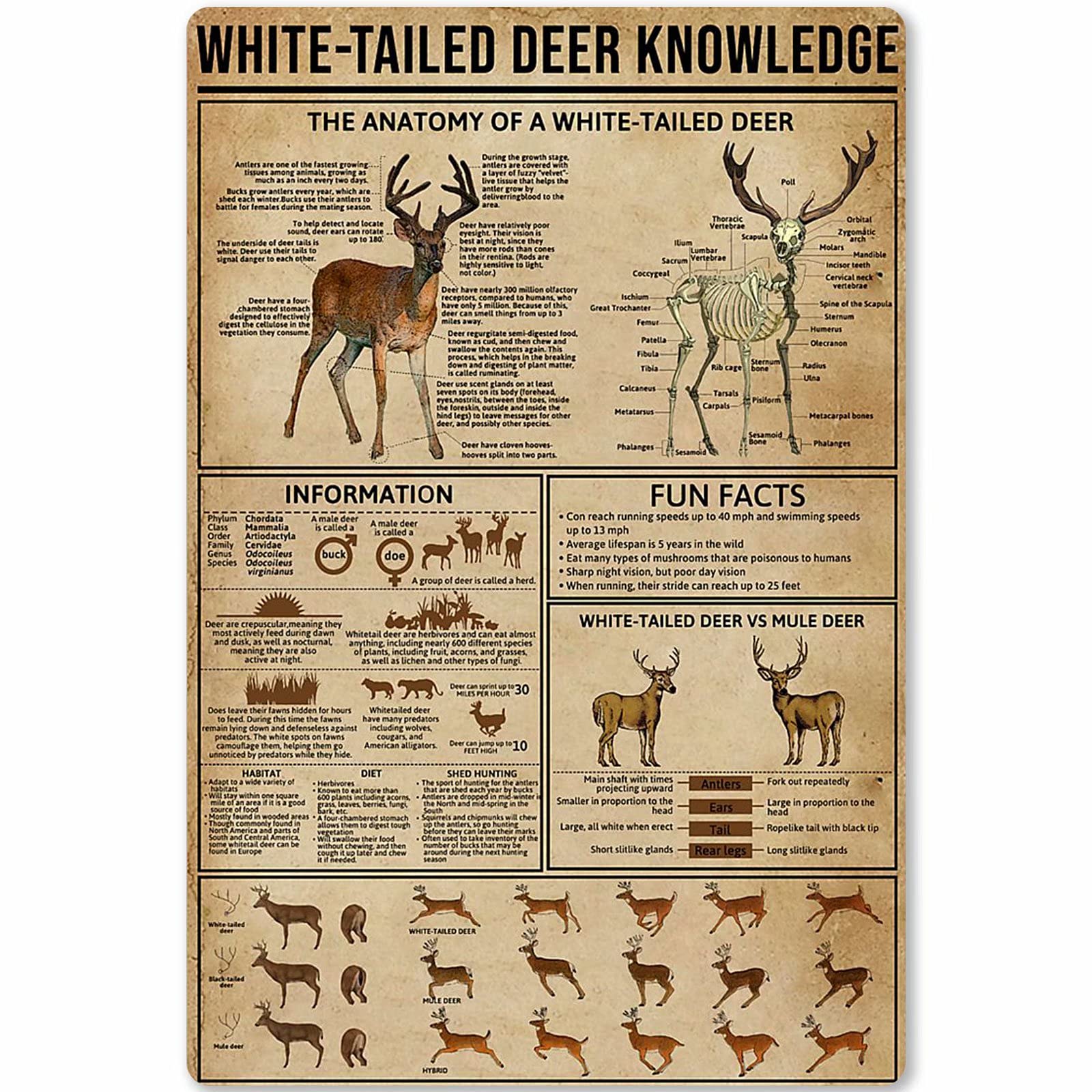 peiyeety QSHPO White-Tailed Deer Knowledge Posters Anatomy Science Guide Metal Signs Retro Plaque Room Club Farm Wall Decor es 8"x12"