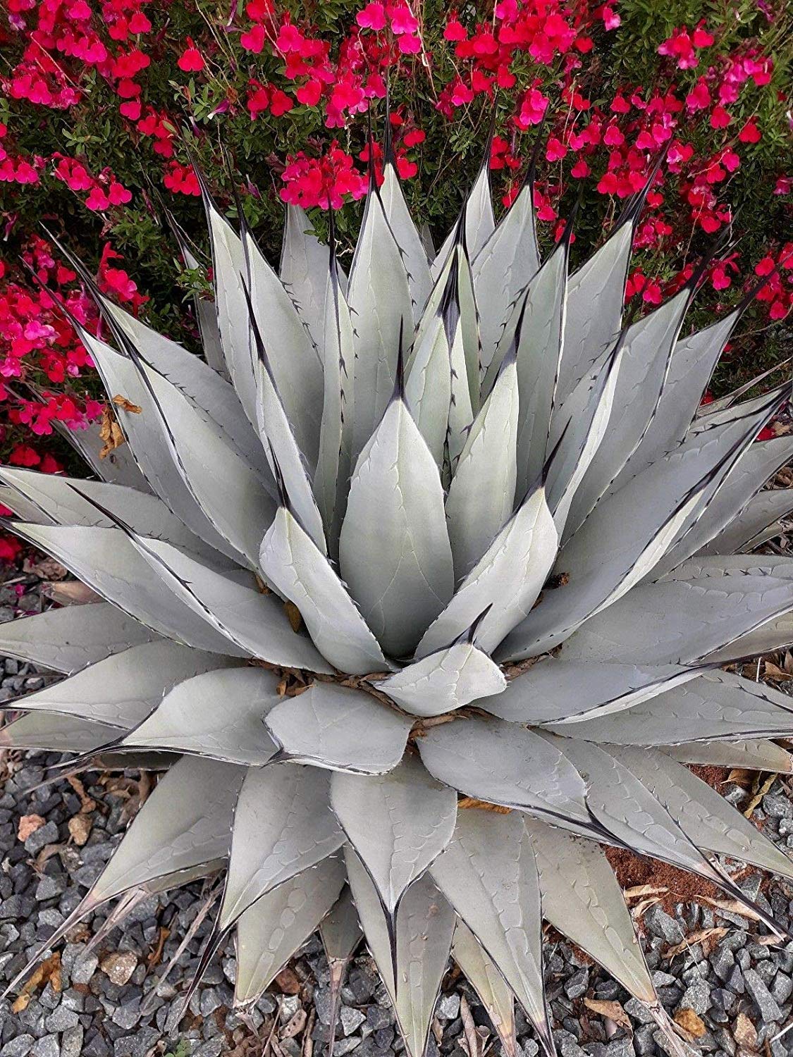Potseed Keimfutter: Agave neomexicana 30 Samen : Amazon.de: Garten