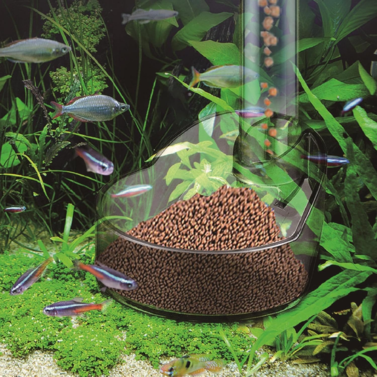 Jainsons Pet Products Aquarium Feeding Tube Set BL-846 | Adjustable Height Feeder with Funnel, Floating Feeding Ring & Accessories | Precise Fish & Shrimp Feeding Tool for Clean Tanks 1