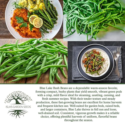 Miniatura 6 de Blue Lake Bush Green Bean Seeds, más de 50 semillas tradicionales por paquete, semillas sin OMG, (semillas de jardín de Isla), nombre botánico