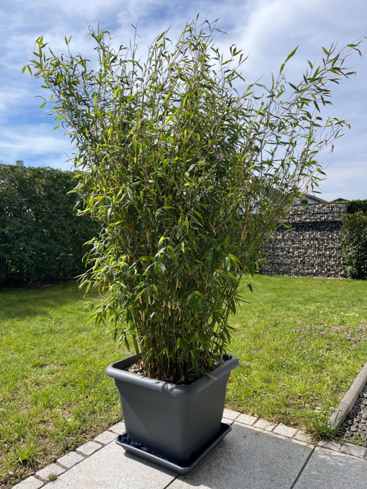 1er Blumenkbel XXL Gro, 48x48 cm, 60 Liter, kippsicher mit Drainages   Sustania
