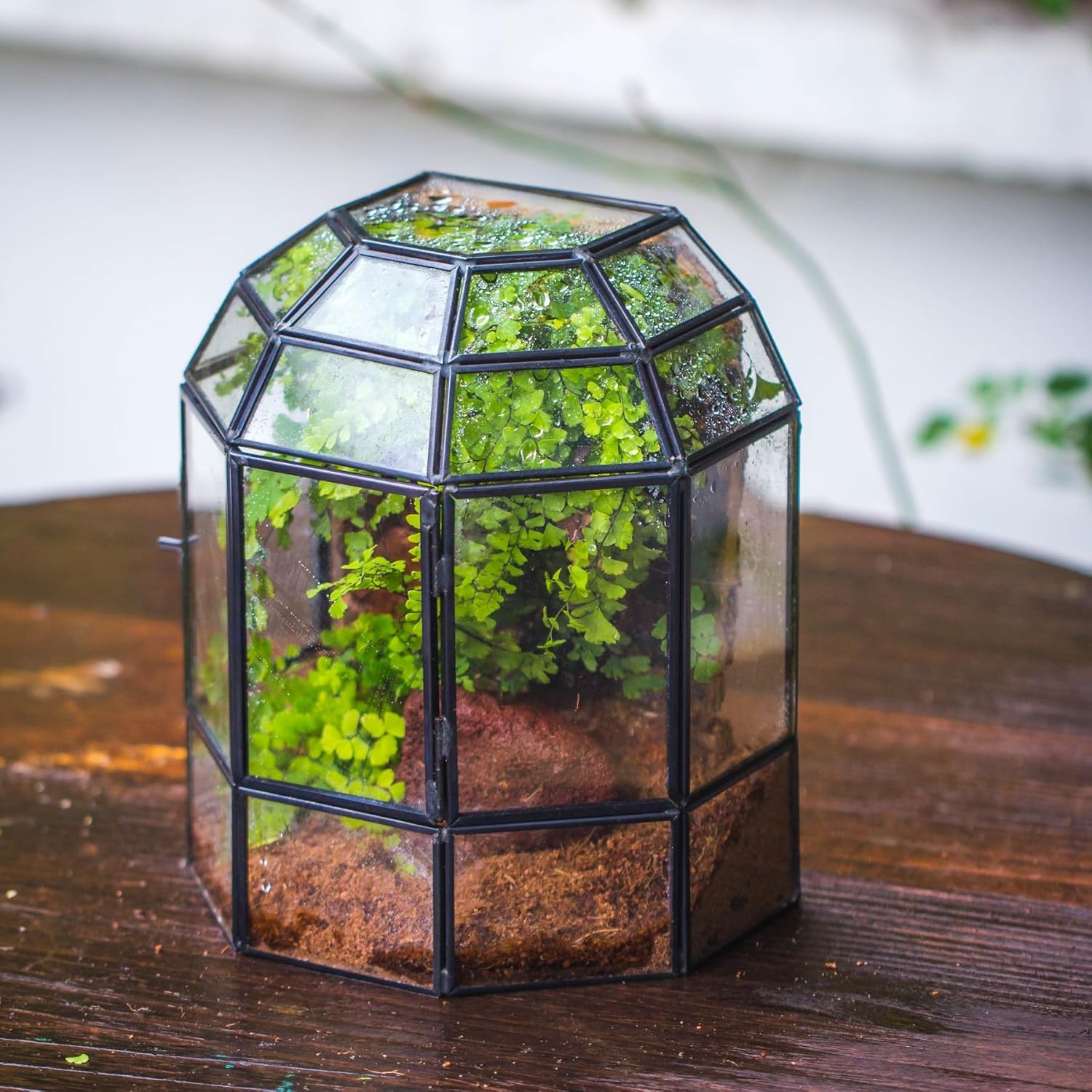NCYP Half Dome Geometric Glass Terrarium with Door, Closed Succulents Planter Pot, Miniature Landscape Container, Indoor Tabletop Decor, Black (Terrarim Only)