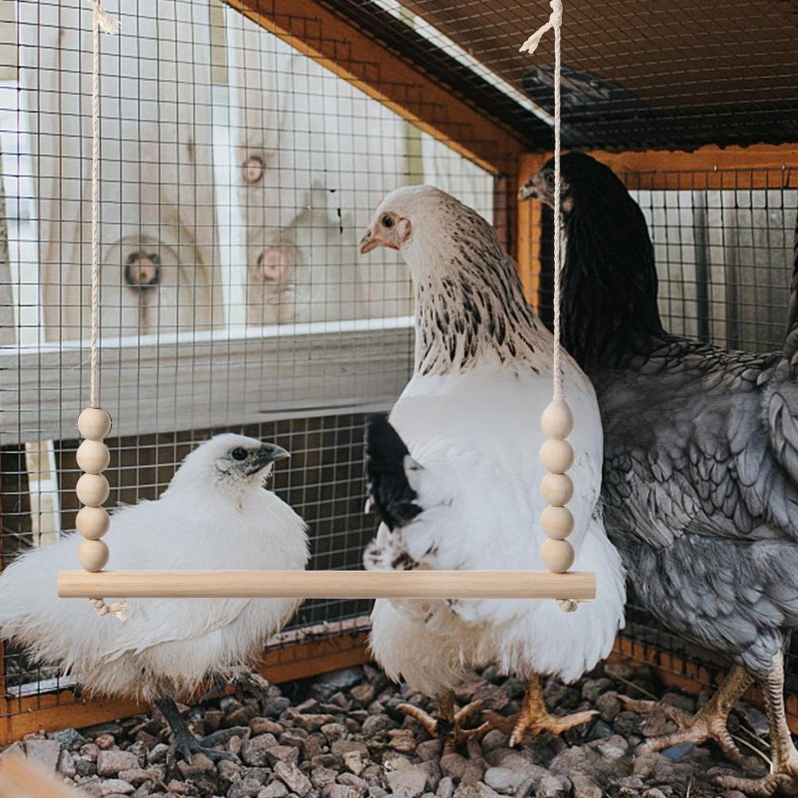 Jouet Balançoire pour Poules, en Bois Naturel pour Volailles | Perchoir Échelle Stable Sécurisé Enrichissement Jeu Repos Volaille Basse-Cour Ferme