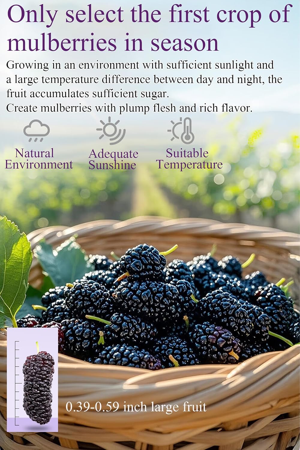 Black Mulberry Tea Dried Black Mulberries 12.7oz/360g Mulberry for Snack＆Baking Vegetarian Friendly桑葚干 黑桑葚 桑葚