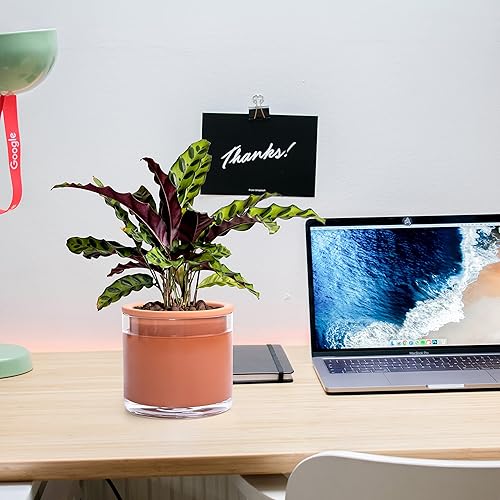 Miniatura 5 de Phoenix Vine Maceta de terracota de 6 pulgadas, maceta de terracota de diseño para plantas, maceta cilíndrica de terracota de interior con jarrón de