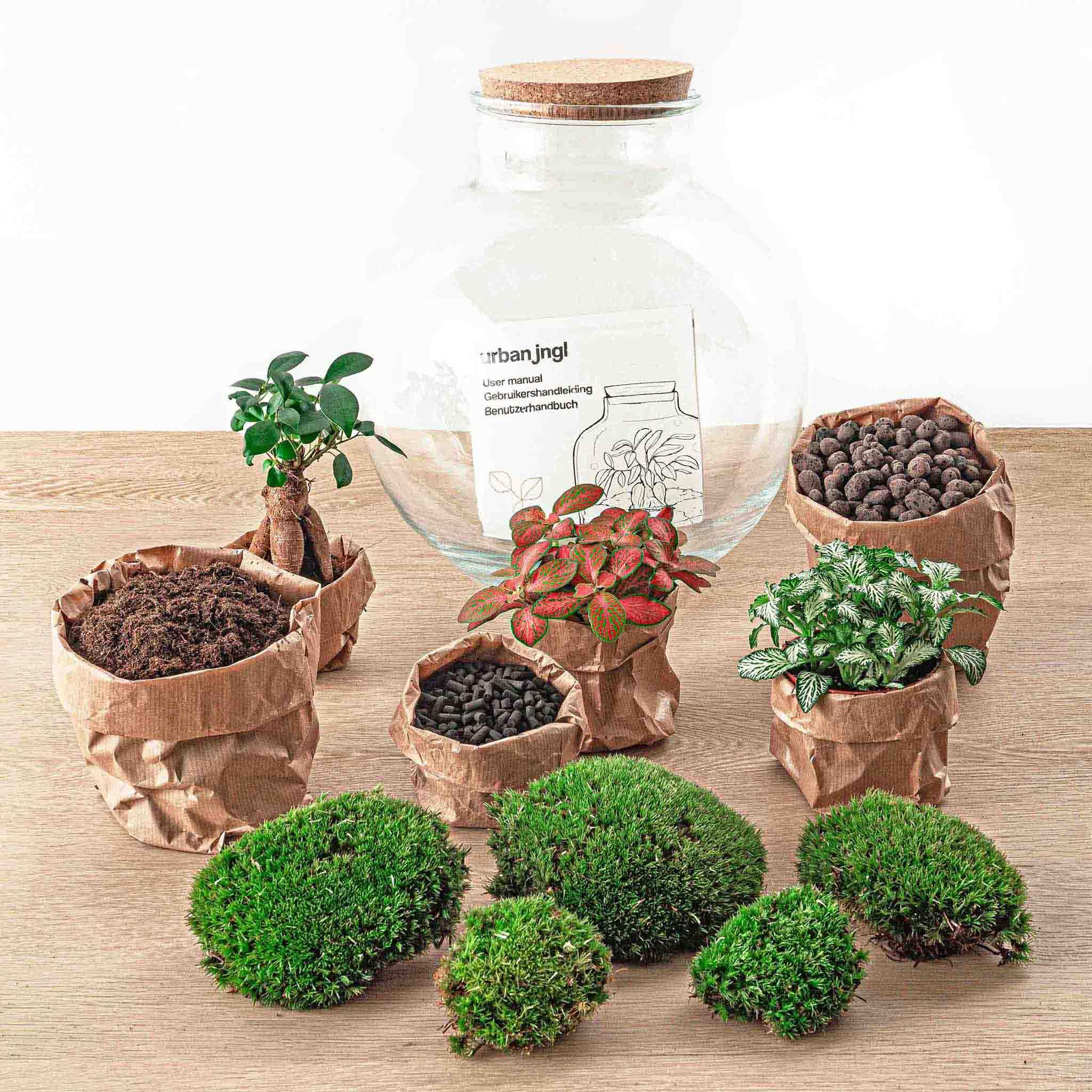 Terrarium do roślin Sammie • roślina ekosystemowa • ↑ 26,5 cm – DIY – kompletny zestaw terrarium – terrarium – miejski terrarium – terrarium + grabienie + łopatka + pęseta + nożyczki