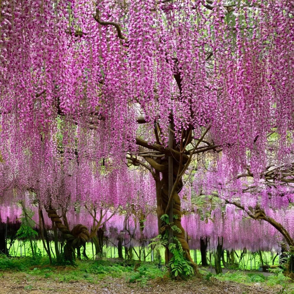 35+ Seeds- Pink Wisteria Flowering Tree Seeds For Home Garden-Grow All India. (B0D4QZD169) Amazon Price History, Amazon Price Tracker