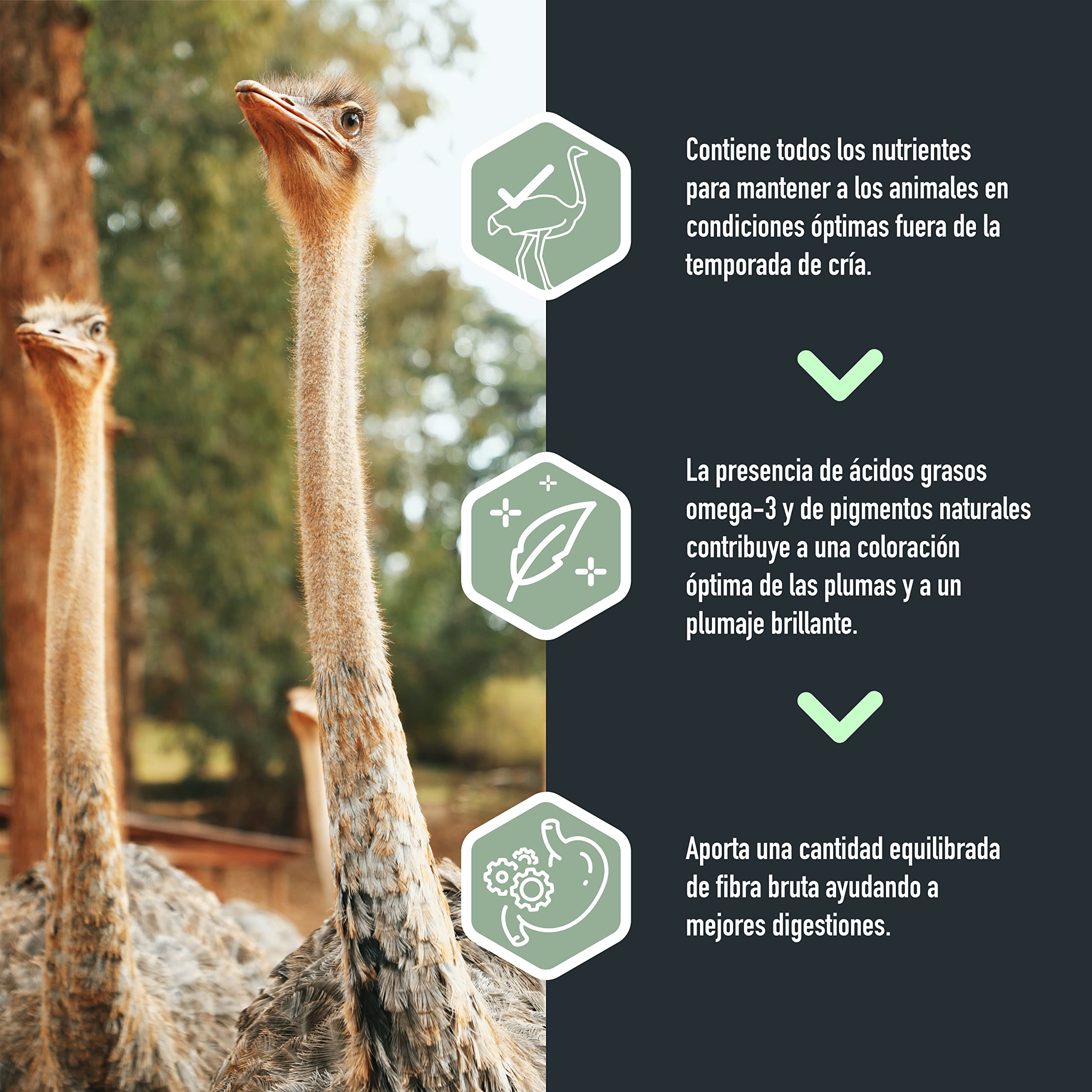Pienso de Mantenimiento para Avestruces - Austru 3 en Pellet - Alimento para Grandes Aves - 20 Kg