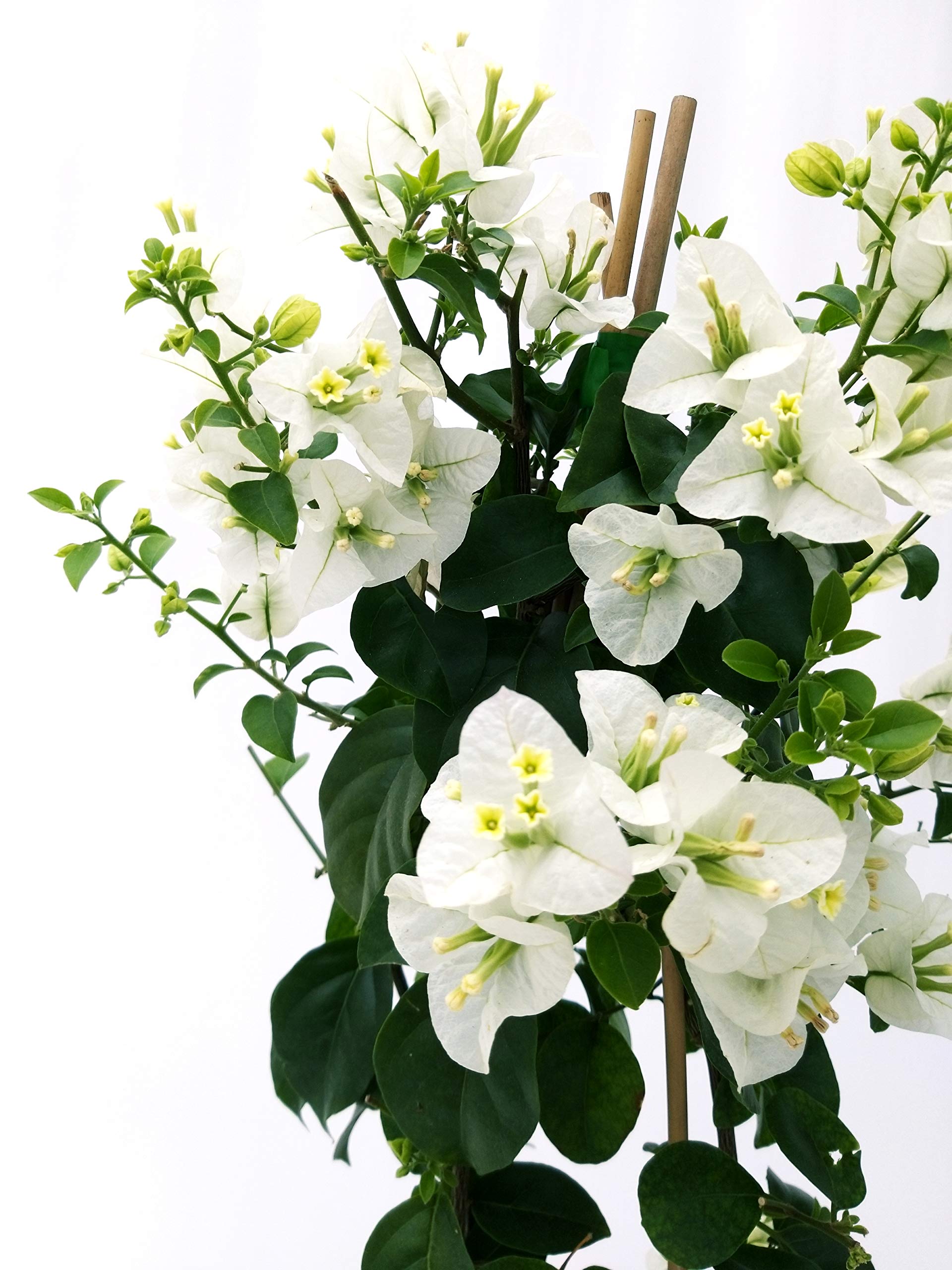 POWERS TO FLOWERS - BOUGANVILLE BIANCA, ALTEZZA 70 CM, BUGANVILLEA, pianta vera