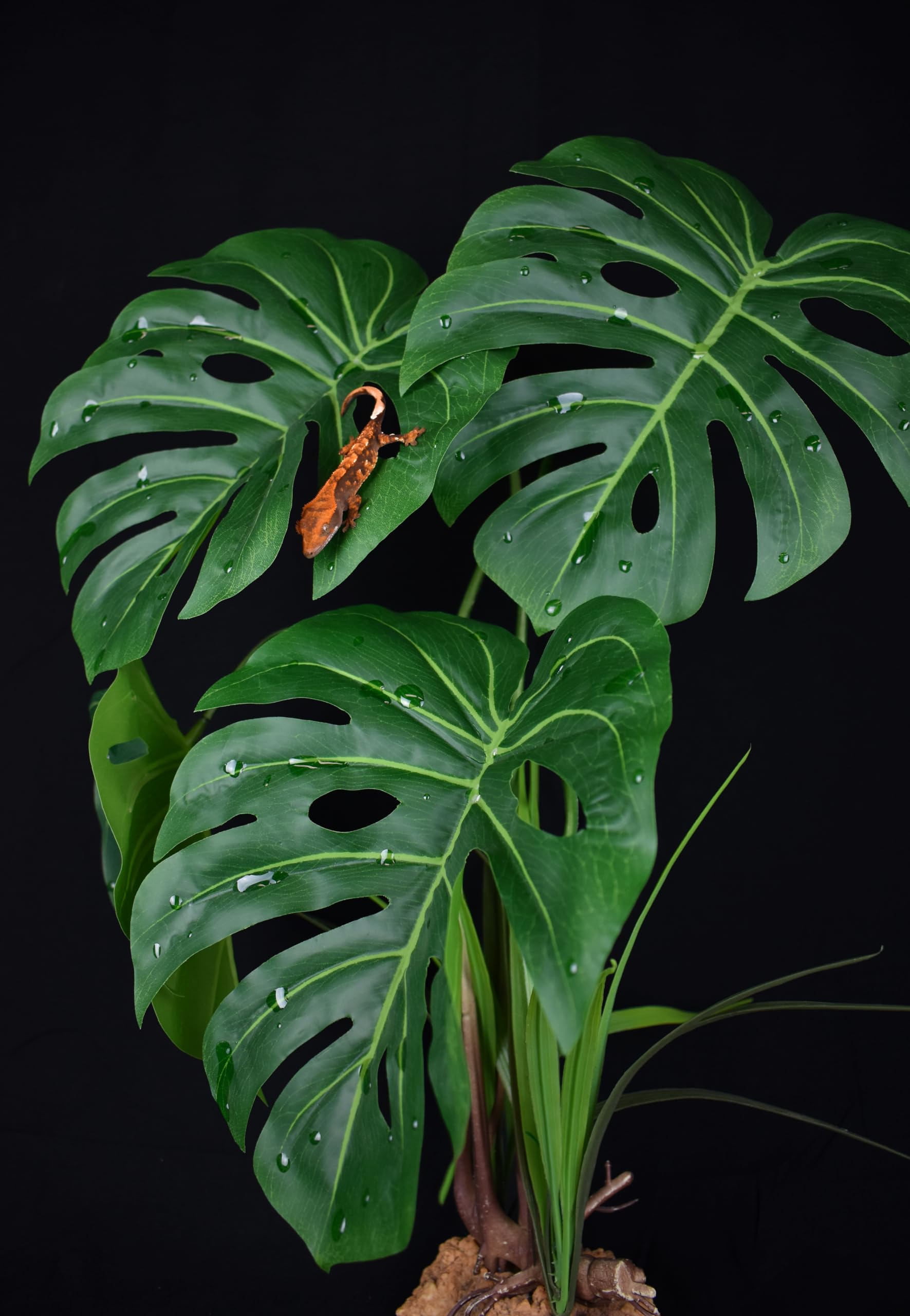 rubber plant Variegated Rubber Plant 10