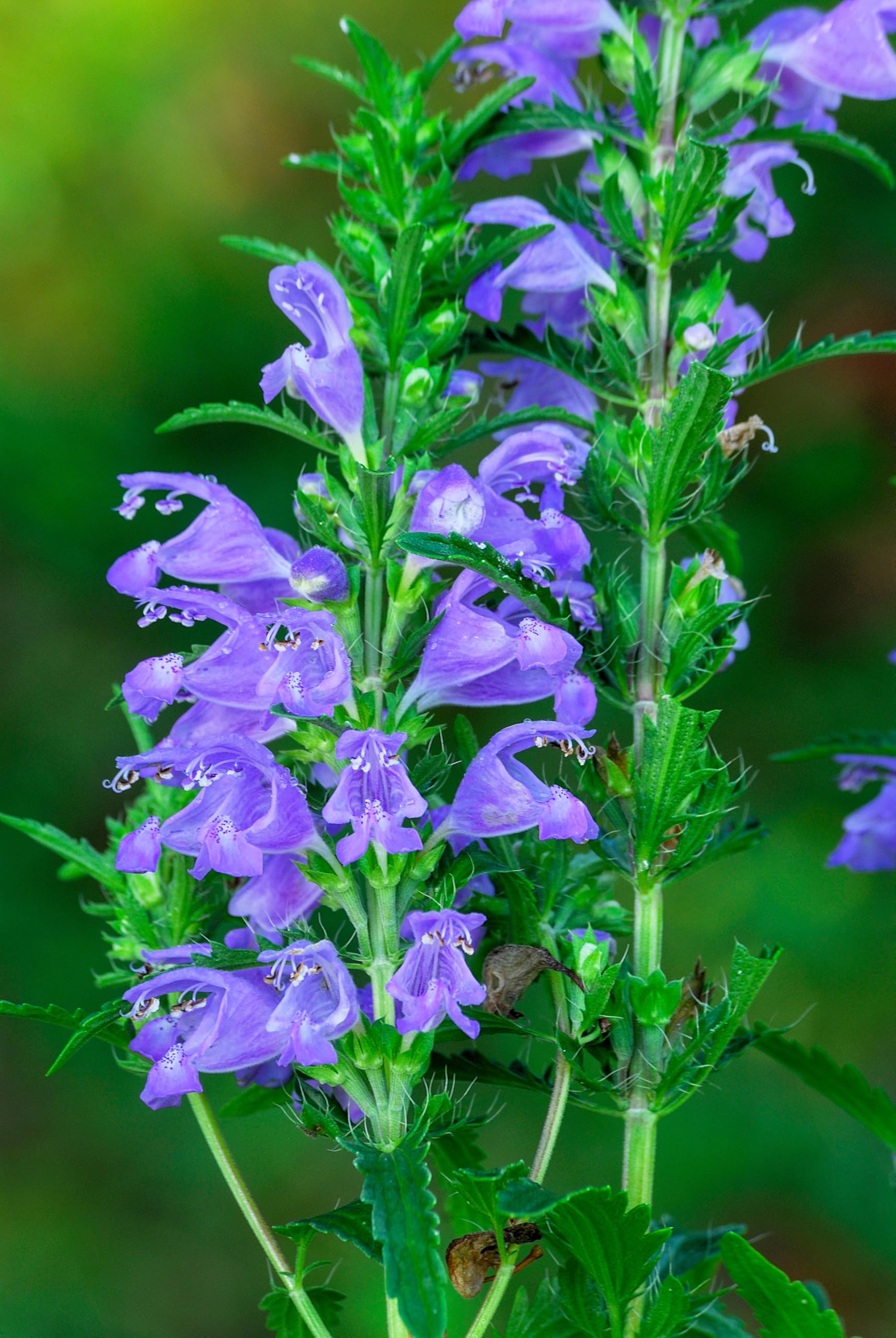 Amazon.com : 50 Purple False Dragon Dragons Head Obedient Plant  Dracocephalum Flower Seeds : Patio, Lawn & Garden