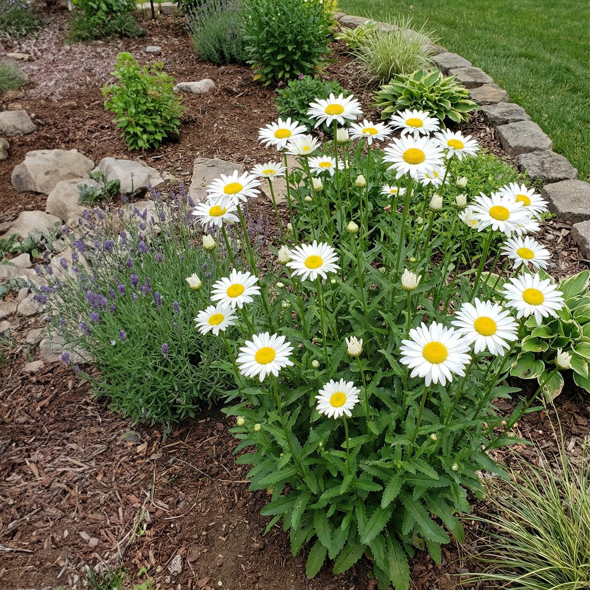 Bloomique - 3er - Set - Leucanthemum Silberprinzessche - Margerite - Reichblühend - Winterhart - Mehrjährig - Höhe 10-20 cm - Topf 9 cm