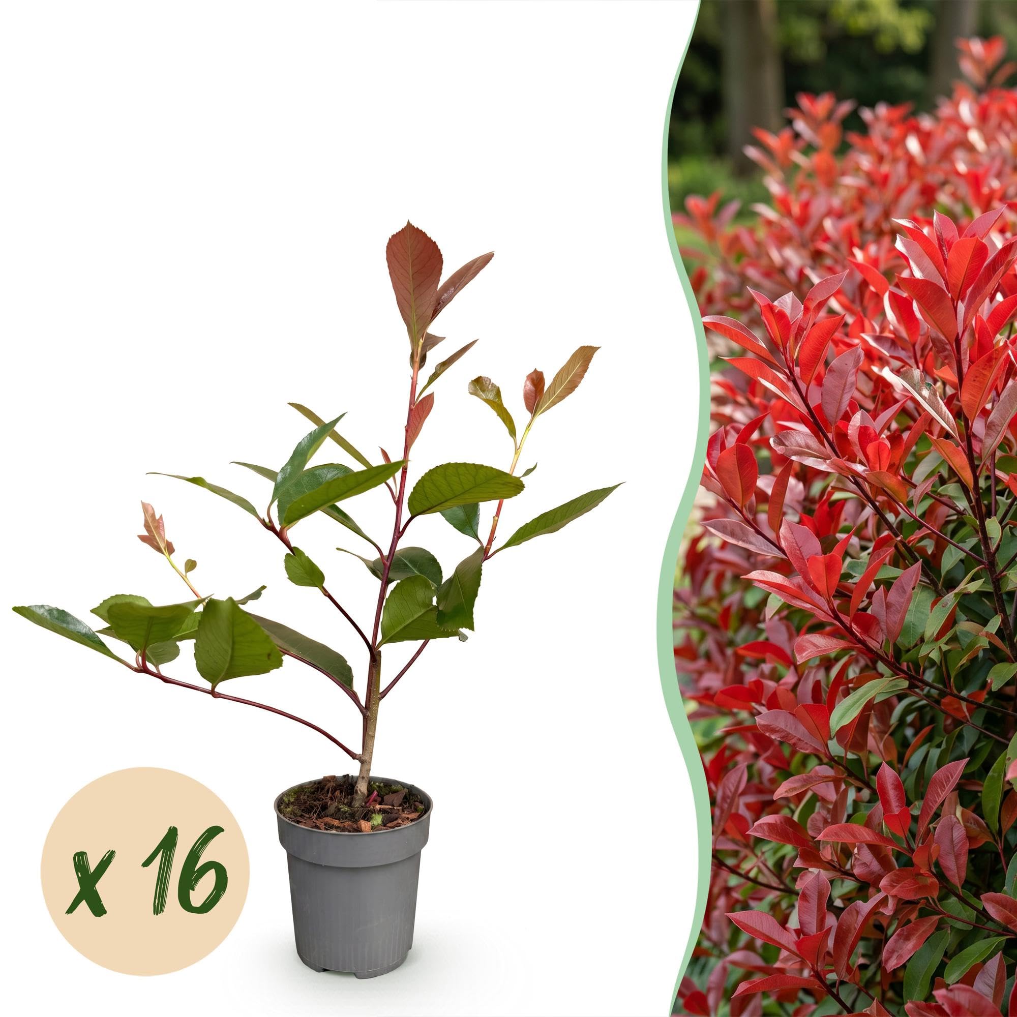 Photinia Red Robin Siepe Sempreverde, Rosso, Set 16, Vaso 9 cm, 25-35 cm