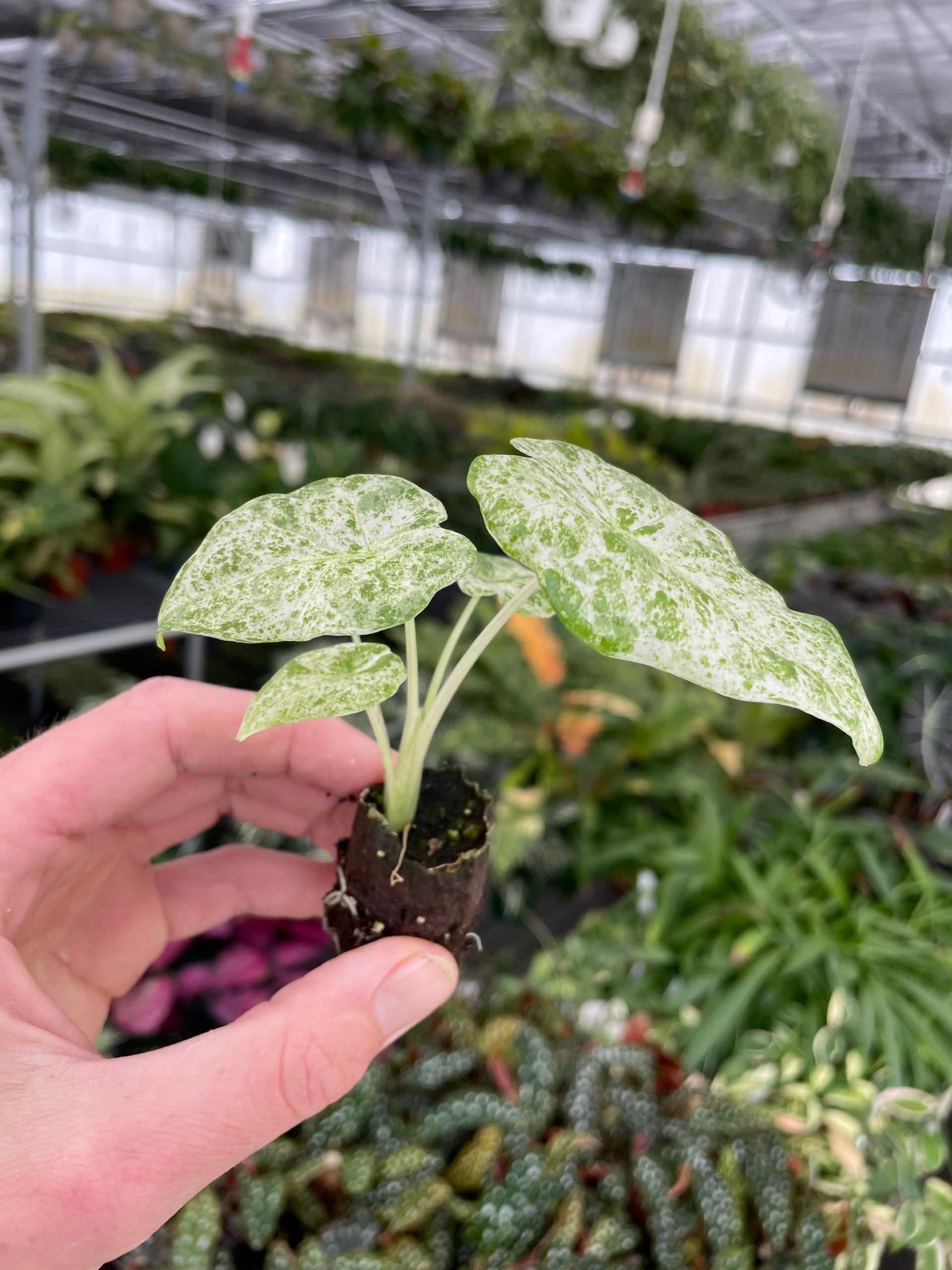 Amazon.com : Alocasia Blizzard Starter Plant : Patio, Lawn & Garden