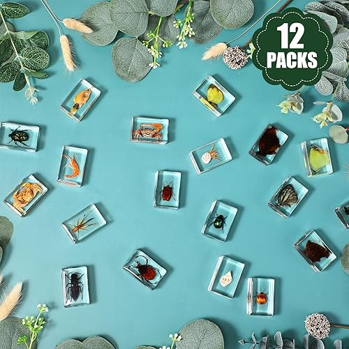 Miniatura 4 de 12 piezas de insecto en resina, colección de insectos de mariposa, pisapapeles, 12 estilos de espécimen de insectos reales preservados en resina