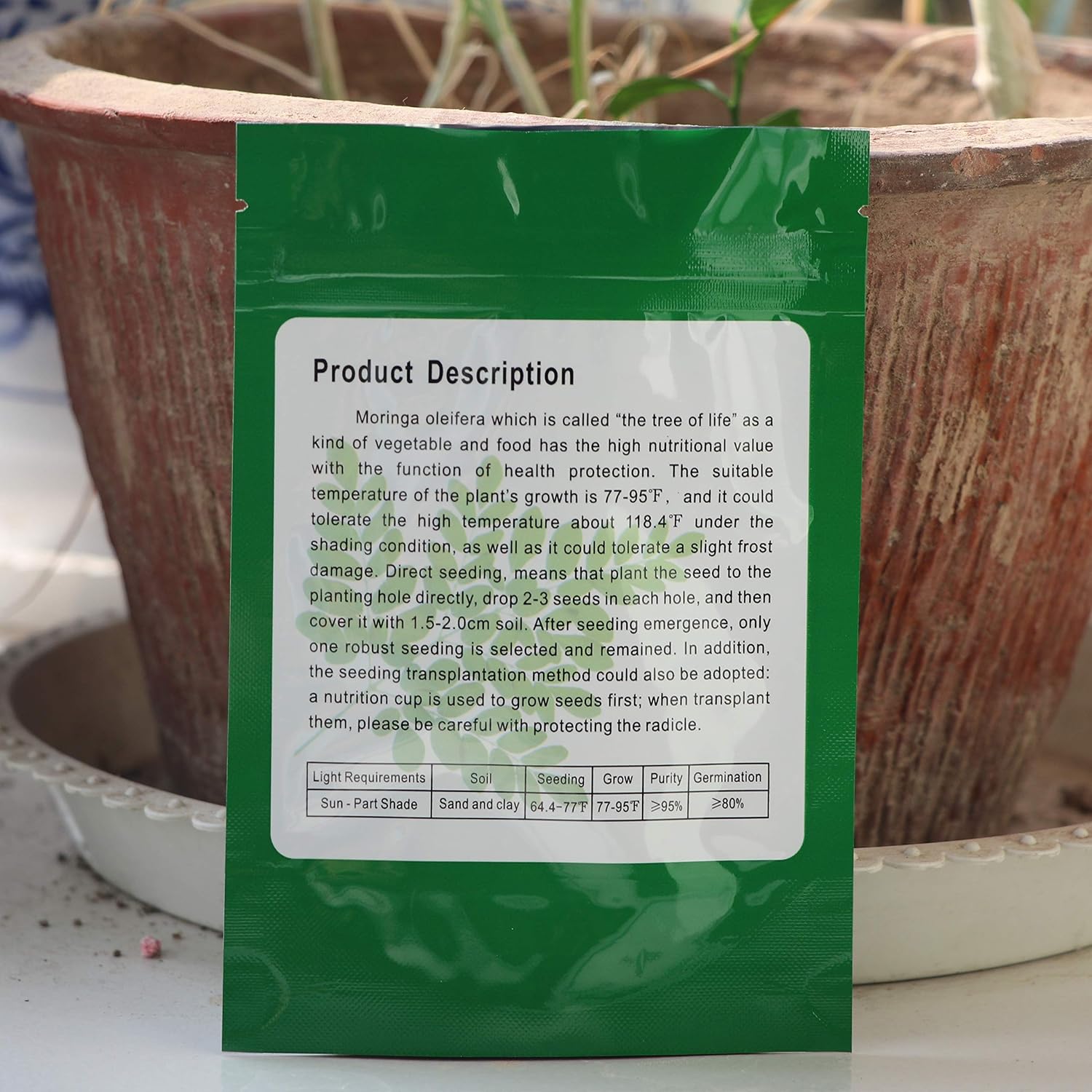 100 Moringa Also Known as drumstick Tree Moringa Seeds ~ Chris's Garde