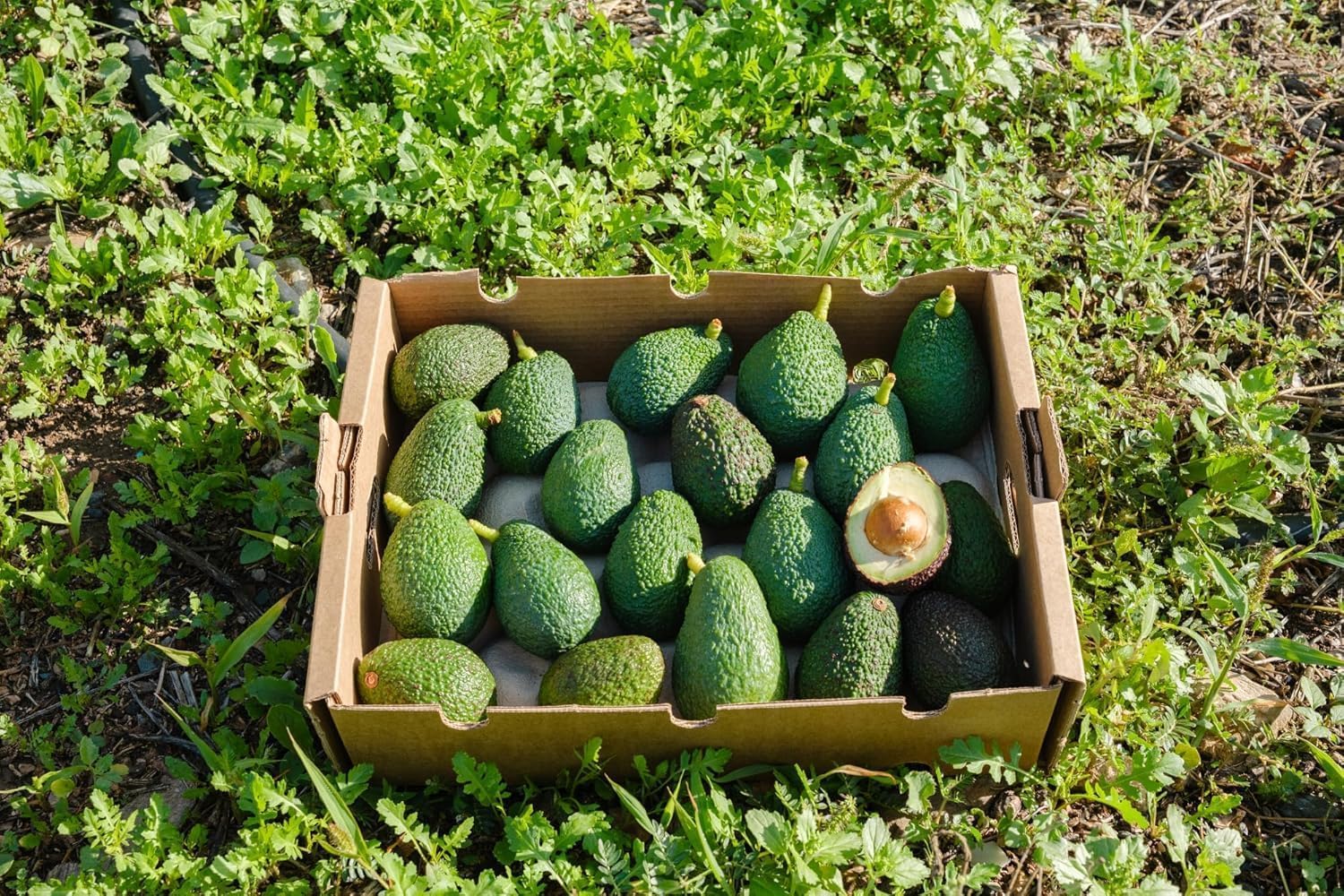 Vitalem Aguacates Frescos 2kg (6-10 Piezas) Aguacates Hass de Temporada Ecológicos