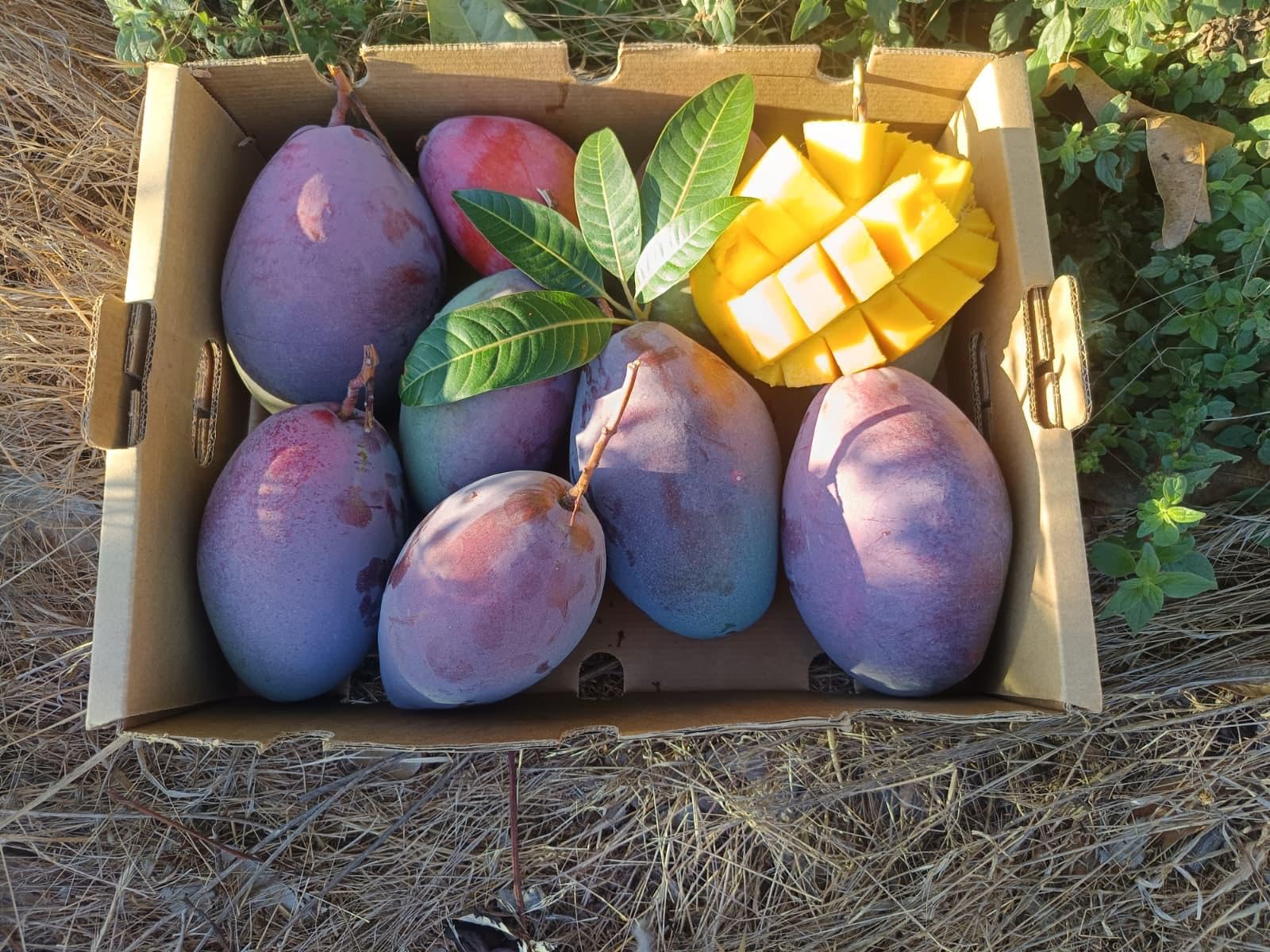 Vitalem – Caja de Mangos 2.5kg | Cultivo Local de la Axarquía (Málaga) | Fruta Fresca de Temporada | Directo del Agricultor | 100% Natural y Sostenible