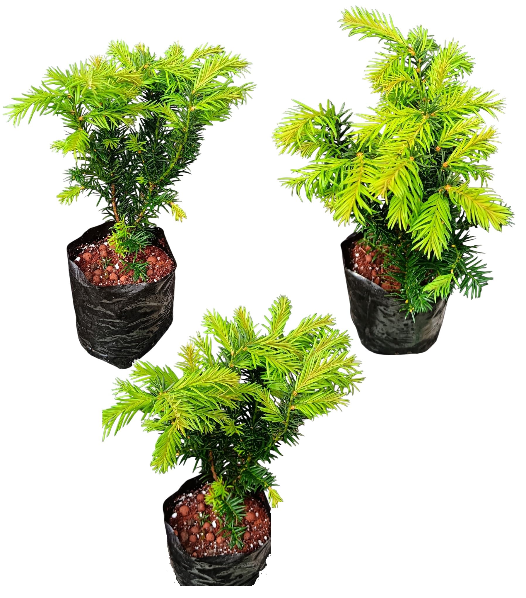 Taxus × Media ‘Hicksii’ (Hicks Yew) Evergreen Hedging Plant 25–35cm | Hardy Conifer for Privacy Screening, Borders & Topiary | Potted Garden Shrub UK (2)