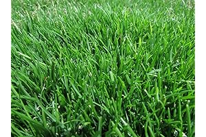 Emerald Zoysia (Zoysia Emerald) Grass Seeds - 1/8 lb Bag