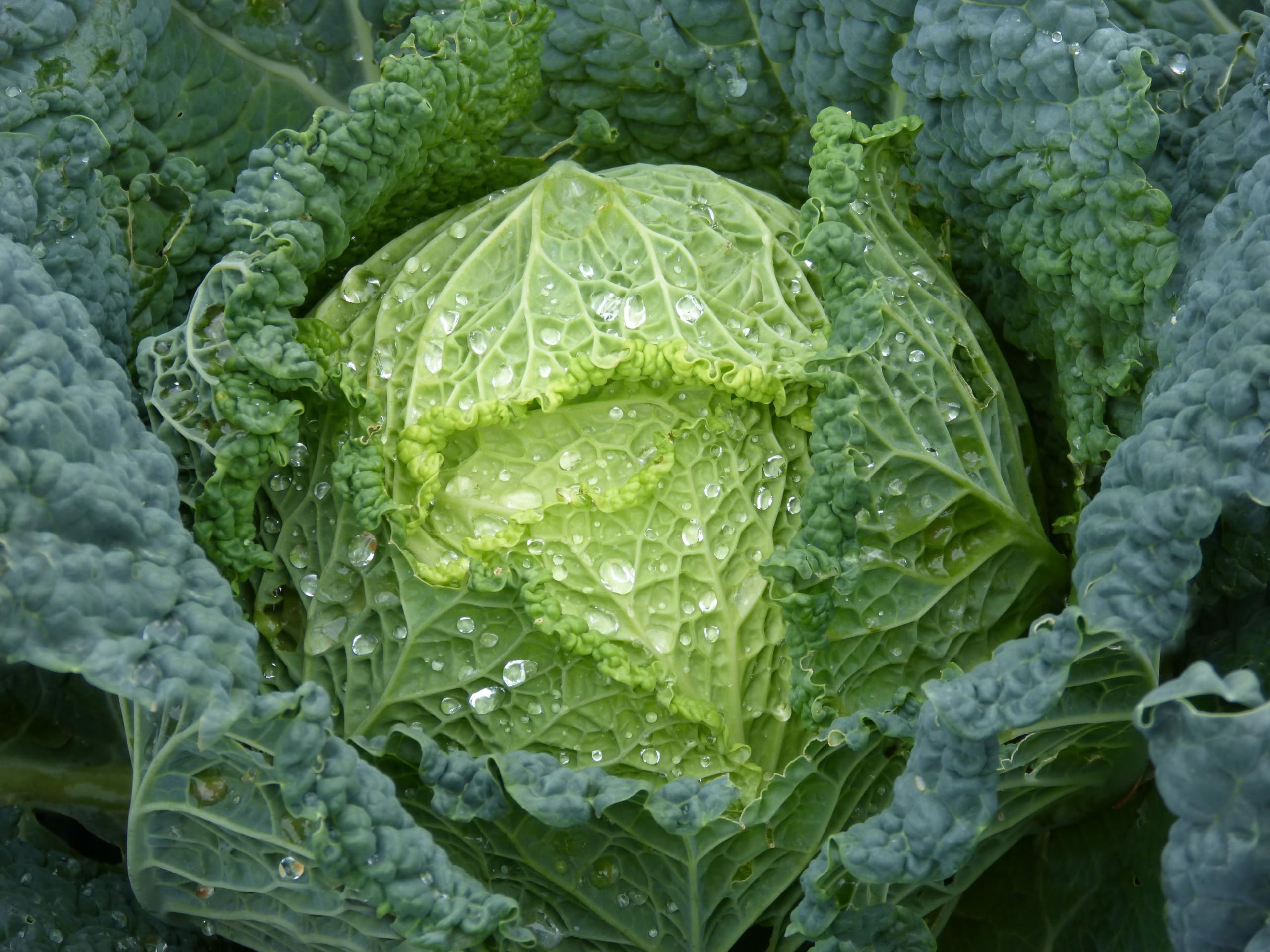 Tony's Organics Organic Savoy Cabbage Plug Plants, Pack of 6, No Pesticides, Ready to Transplant
