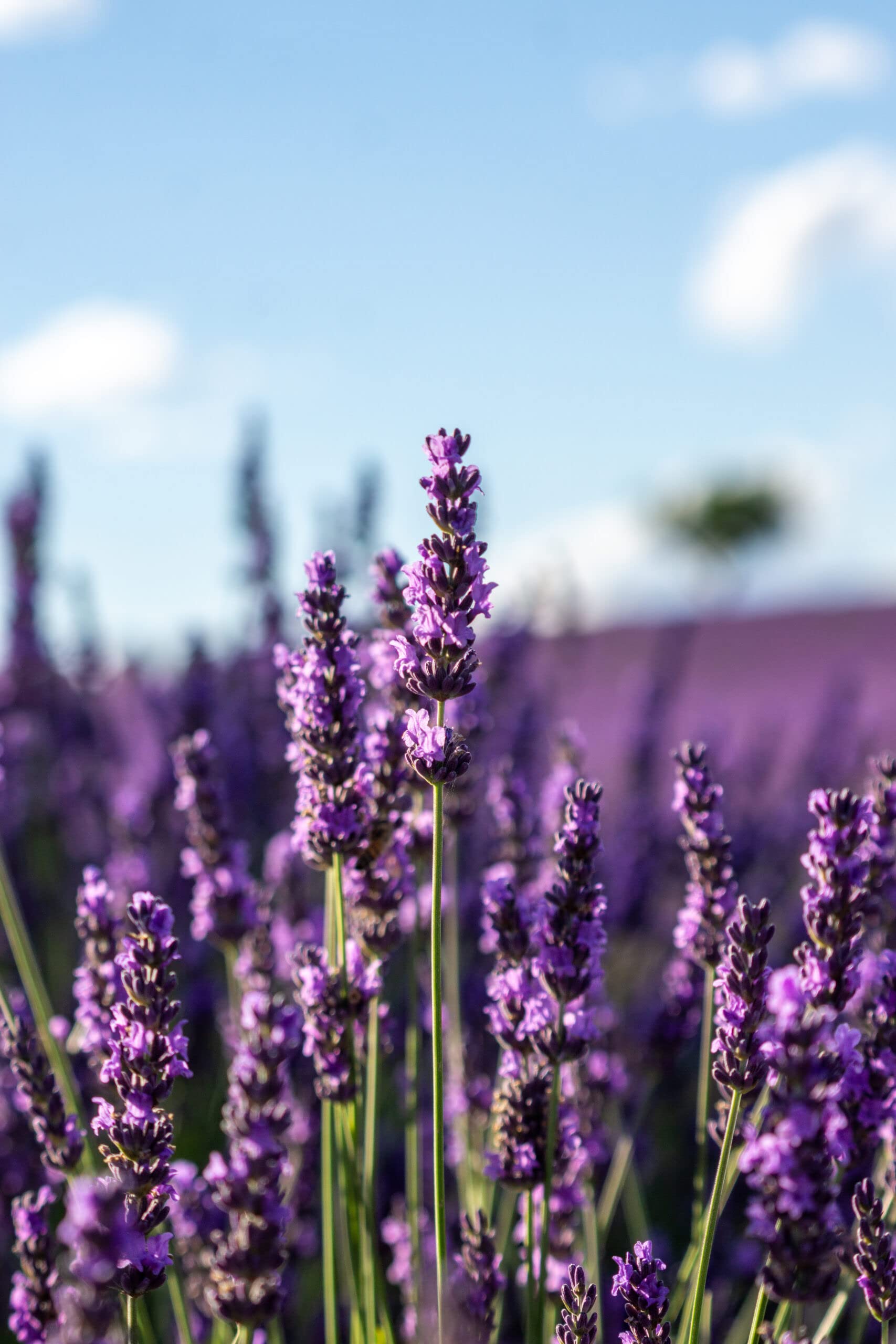 Audbhidhi Flower Seeds | Lavender Seeds For Planting | Lavender Flower Seeds | lavender Seeds For Home Gardening | Lavender Seeds Combo pack of 50 seed (B0BD7WK938) Amazon Price History, Amazon Price Tracker