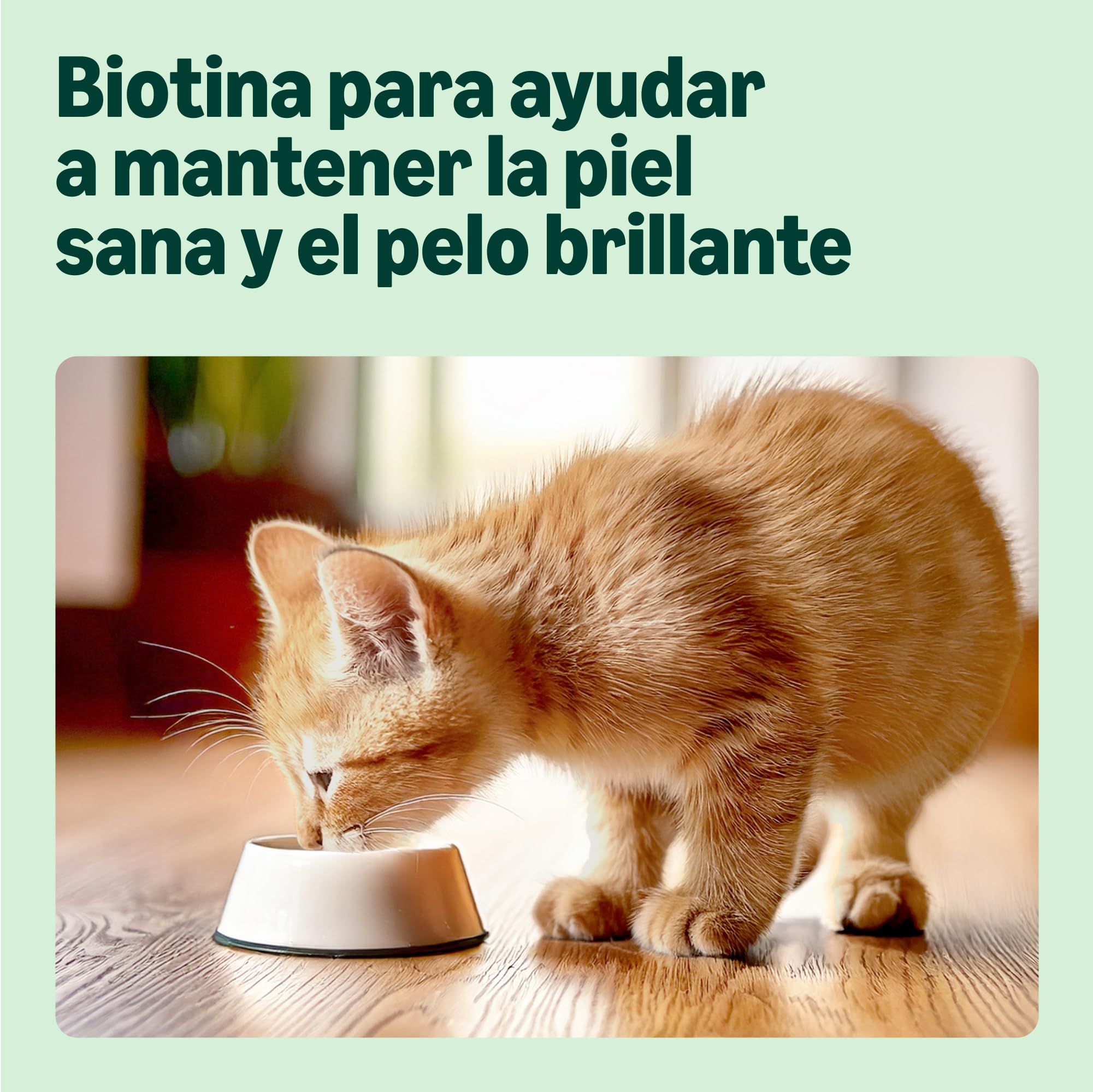by Amazon Alimento Completo para Gatitos, Selección Mixta en gelatina, 1.2kg (12 bolsitas de 100g)