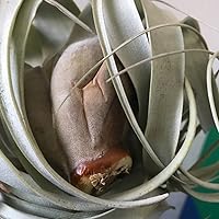 Amazon｜エアープランツ チランジア キセログラフィカ Mサイズ