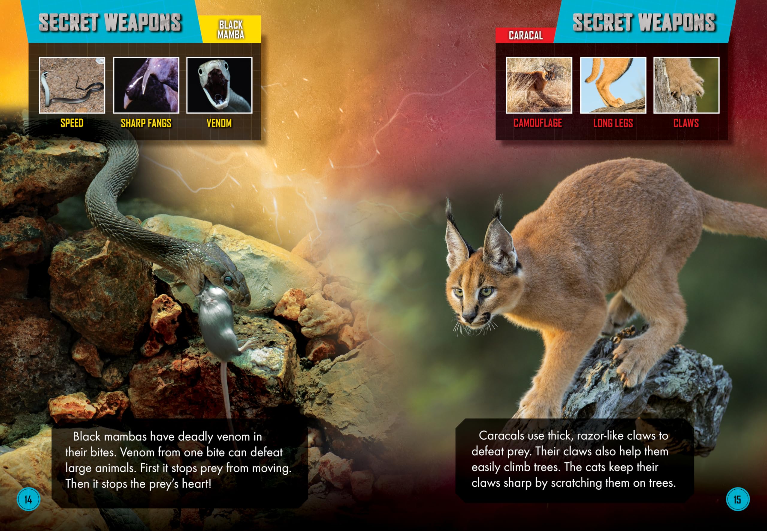 Black Mamba vs. Caracal