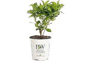 Czechmark Trilogy Weigela Shrubs: Vibrant Blooms in White, Pink, and Red