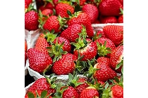 Albion Day Neutral Strawberry Plants