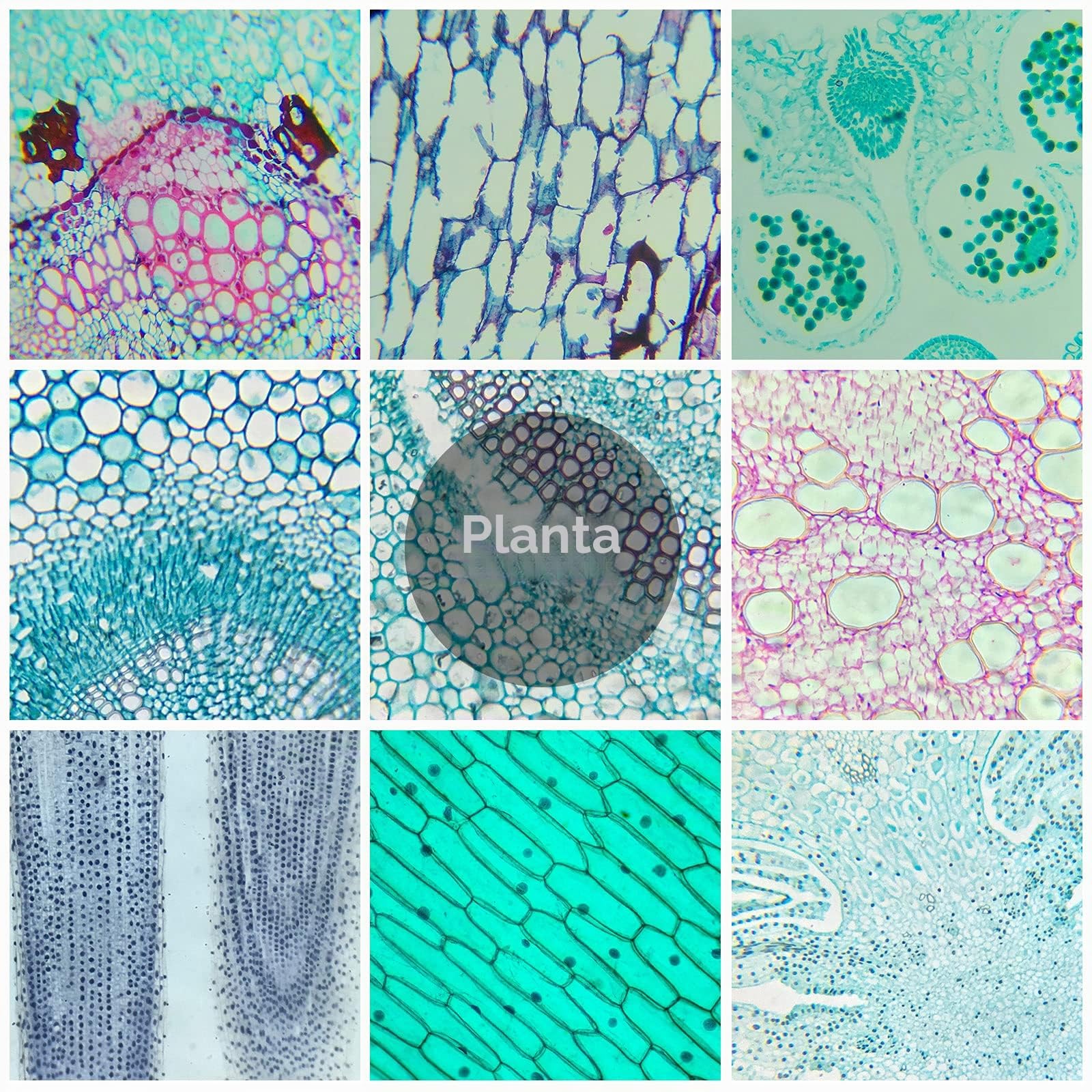 30 Muestras Microscopio Preparadas para Niños, Portaobjetos Preparados Microscopio, Especímenes de Plantas Animales Humana Cellular Bacterias, Biología Educación