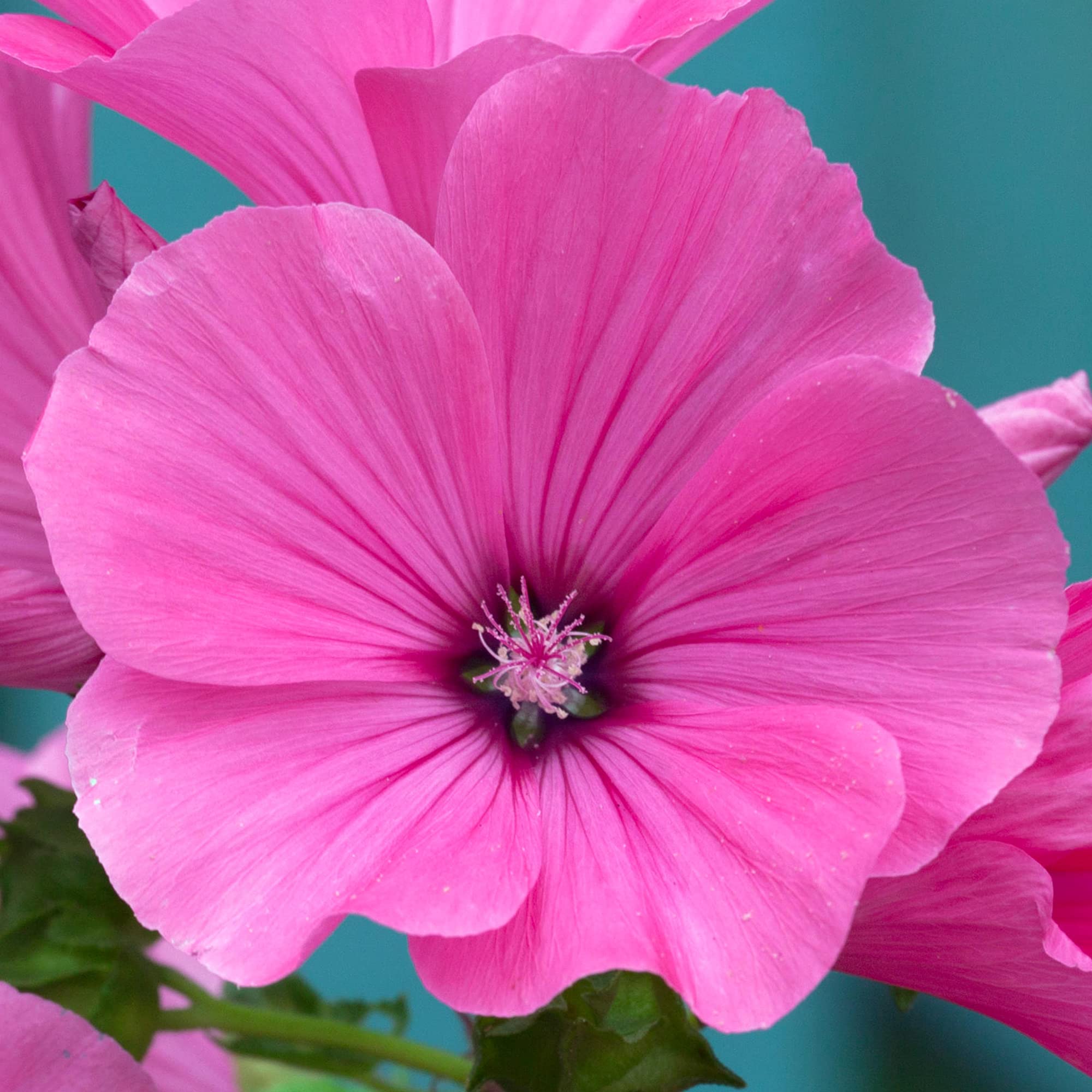 Lavatera clementii Red Rum - Tree Mallow | Deciduous Potted Garden Shrub for Sale (15-30cm Incl. Pot)