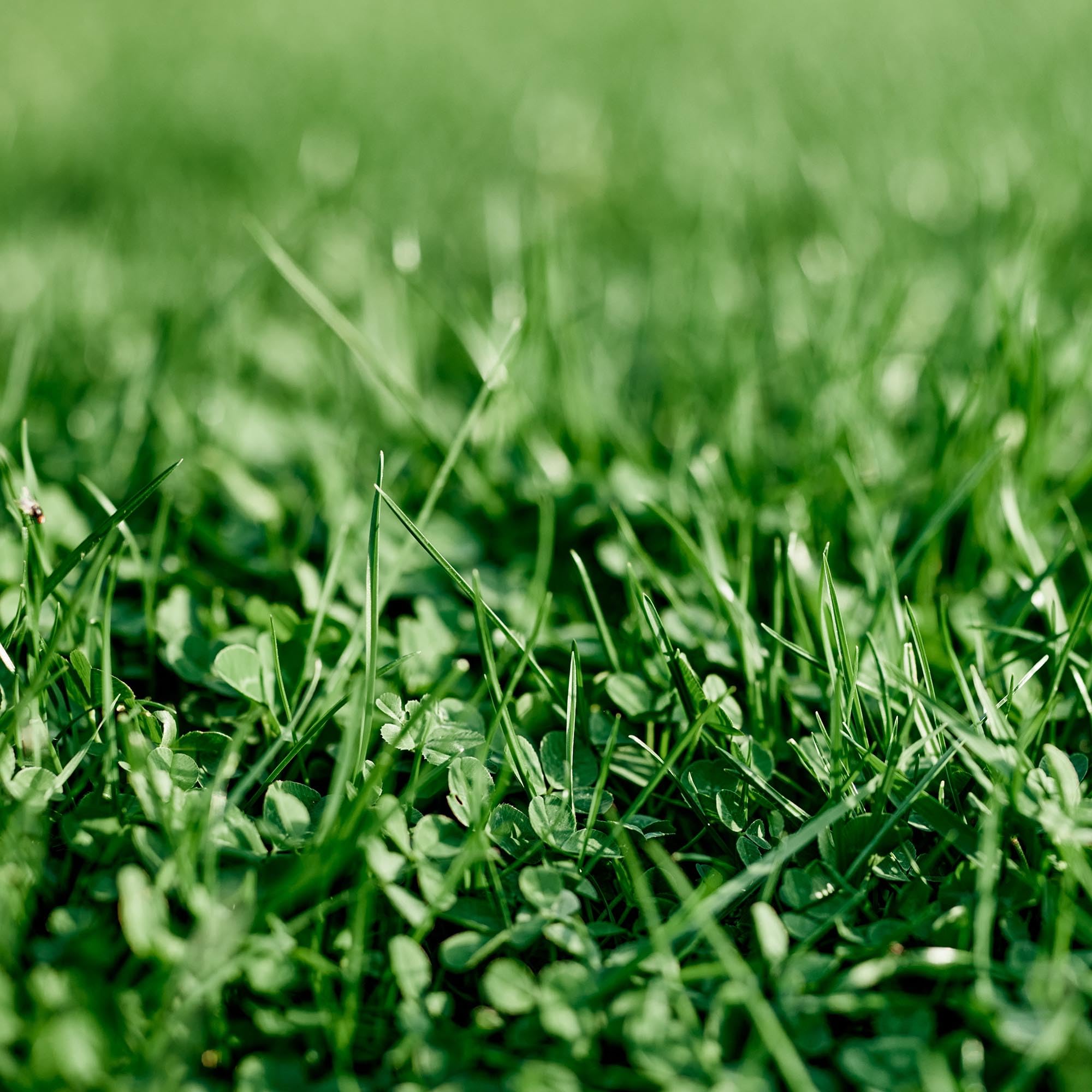 Ferry-Morse EcoEase Microclover and Fescue