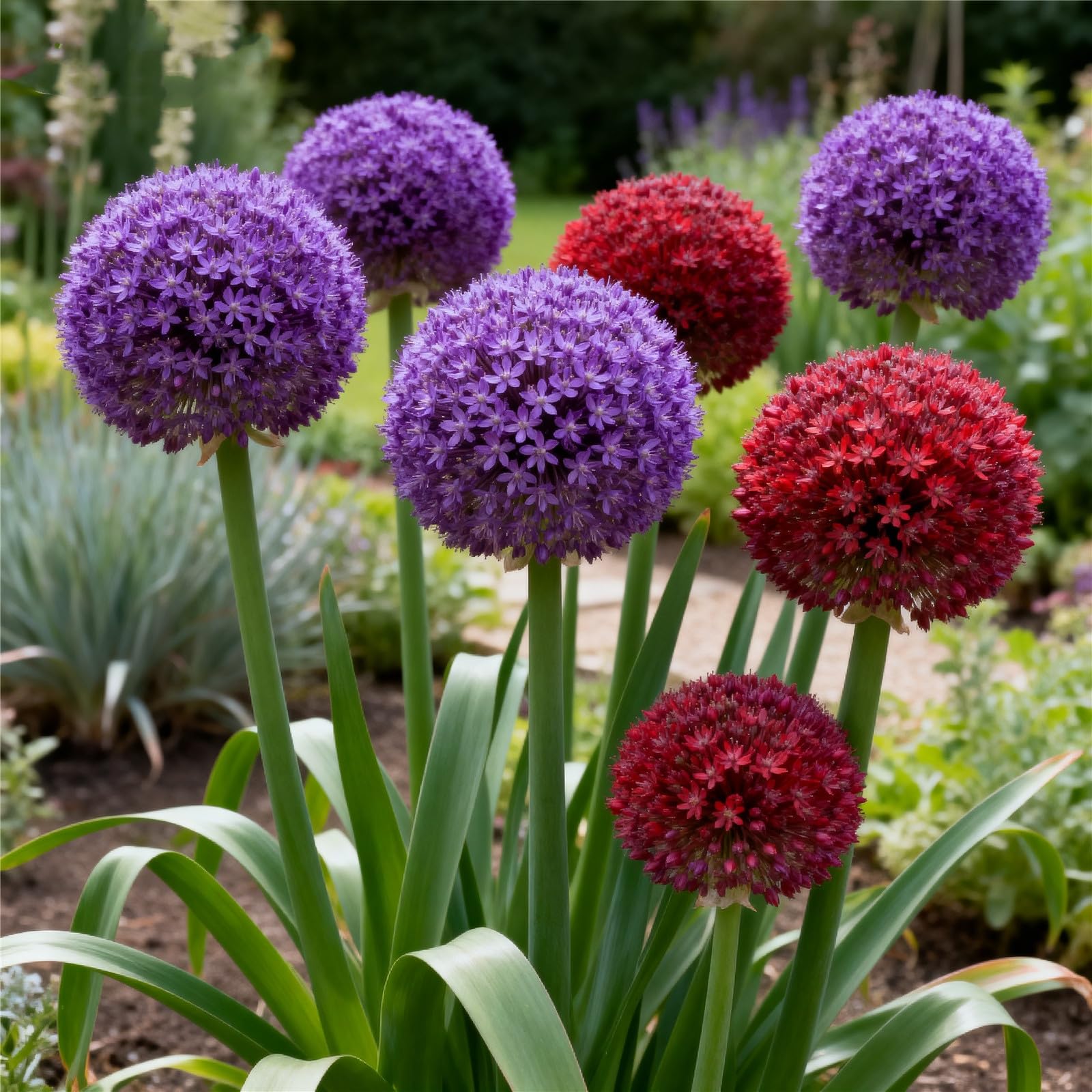 Perennial/Giant Allium for Planting Now UK,Hardy,Easy Plant-Professional for Beautiful Garden Displays-6bulbs-E