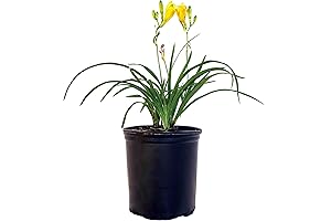 Hemerocallis 'Stella D'Oro': The Daylily That Radiates Golden Sunshine