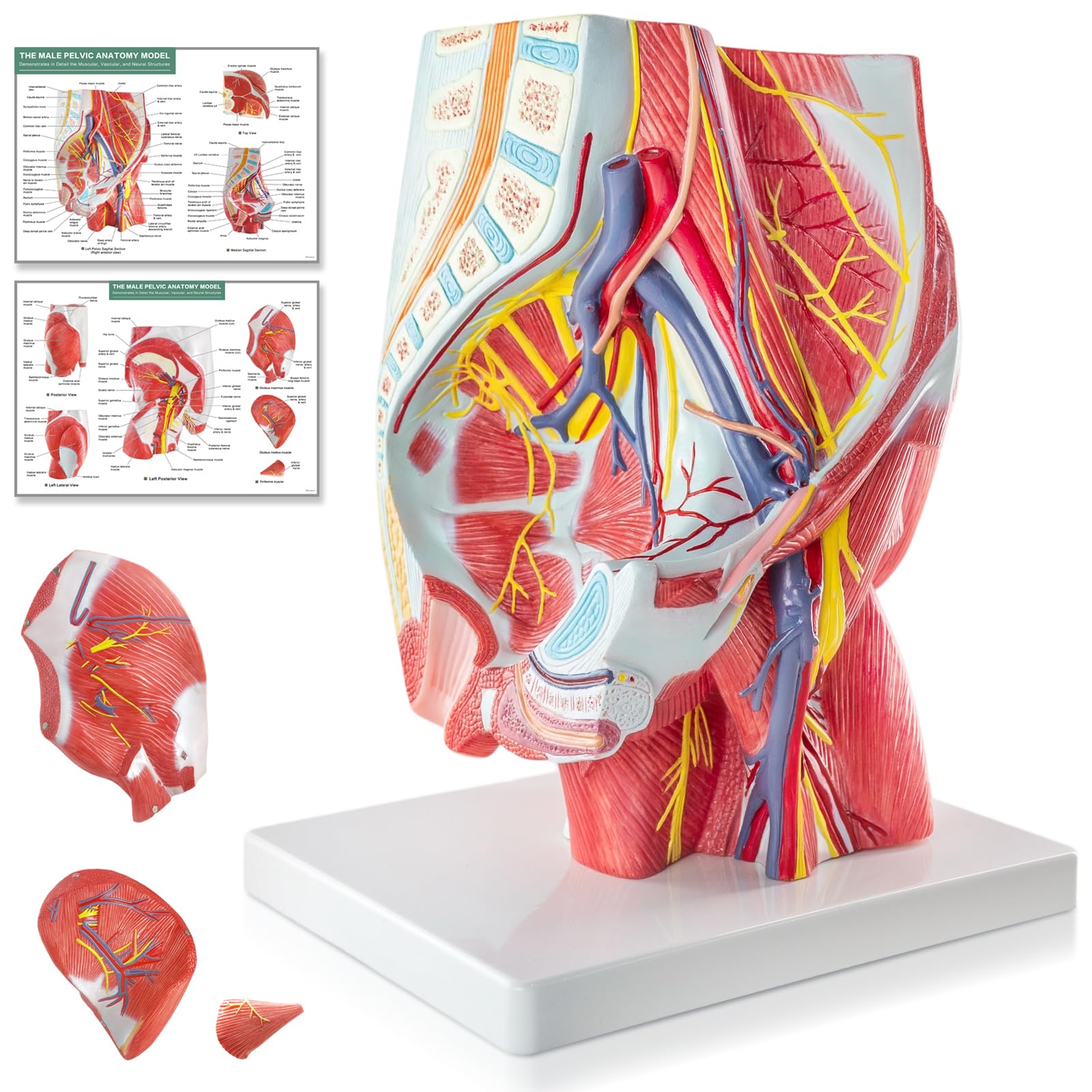 1:1 Lebensgröße Becken & Gesäßmuskulatur Mit Nerven-Anatomiemodell, 4 Teile | EVOTECH SCIENTIFIC Gesäßmuskel-Beckenknochen-Anatomiemodell, Geeignet Für Anatomiestudium, Bildung Und Lehrzwecke