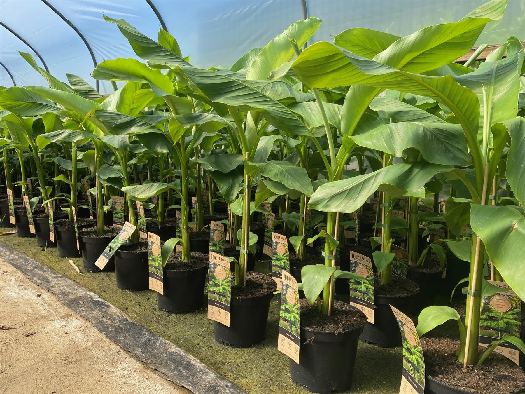 Direct Plants Musa Basjoo Fully Hardy Banana Fruit Tree 2-3ft Tall Extra Large in a 3 Litre Pot